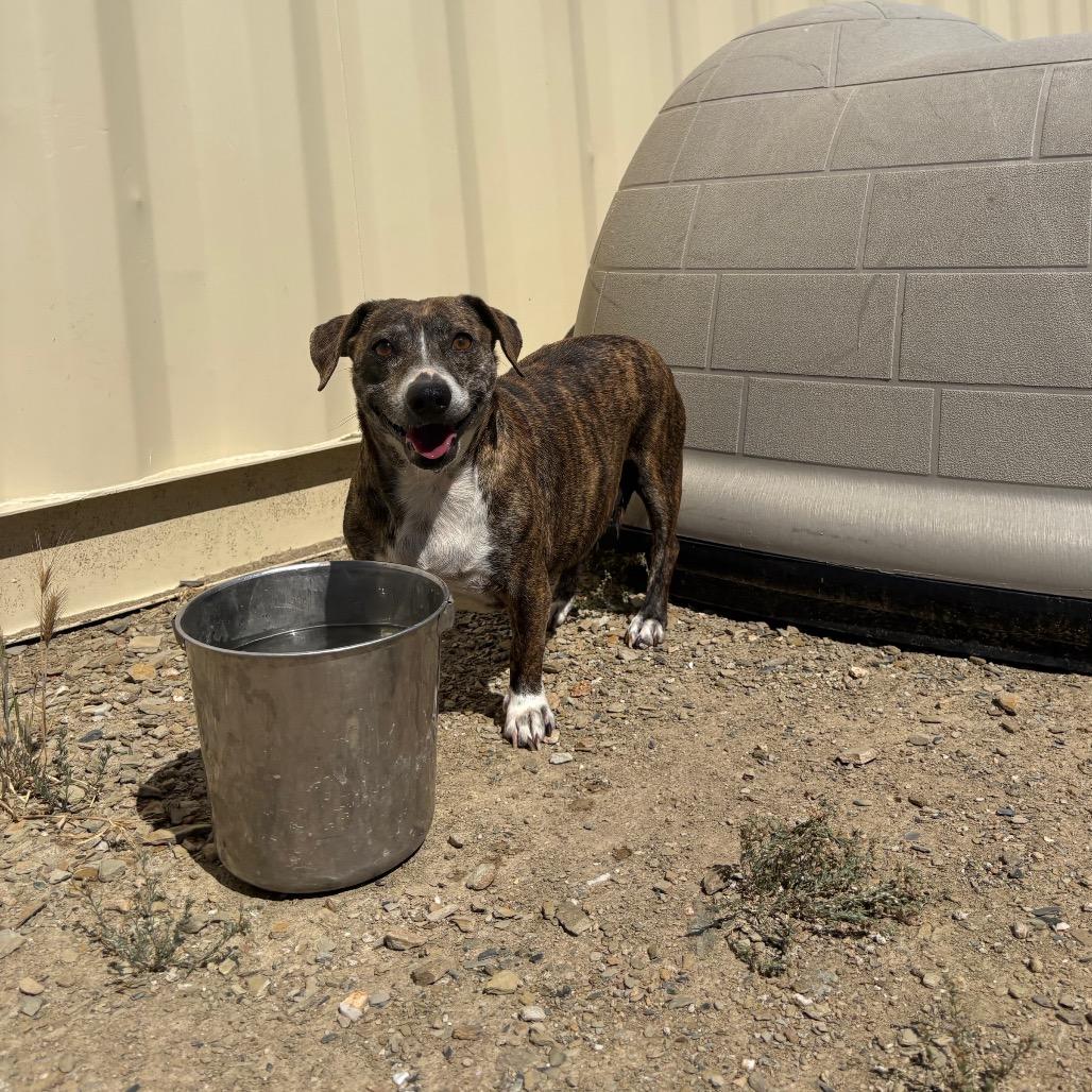 Charlotte, a Adoptable mixed breed in Ione, CA image 6/6