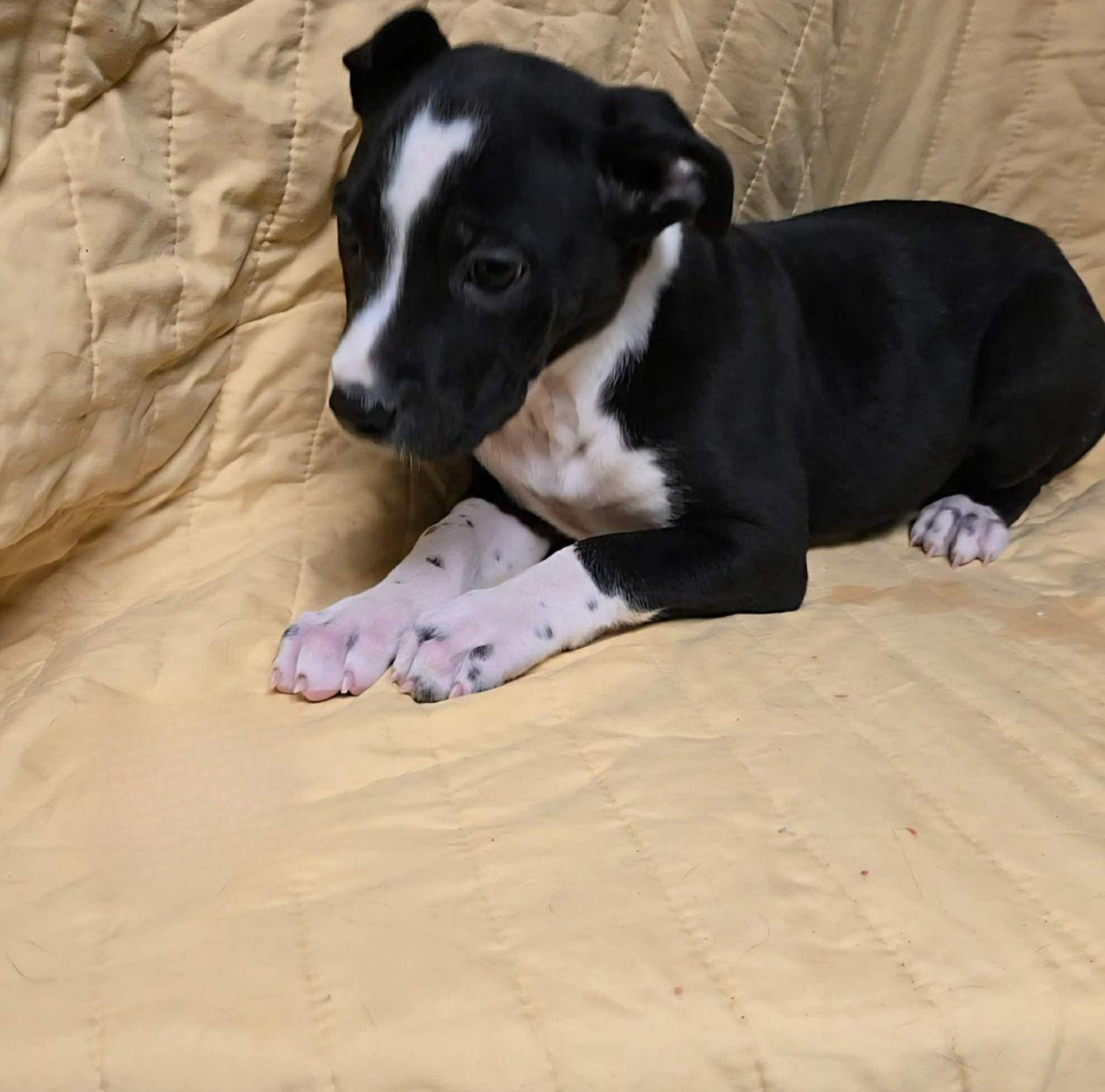 Arden, ADOPTABLE, Puppy Female Labrador Retriever & Australian Cattle Dog / Blue Heeler.