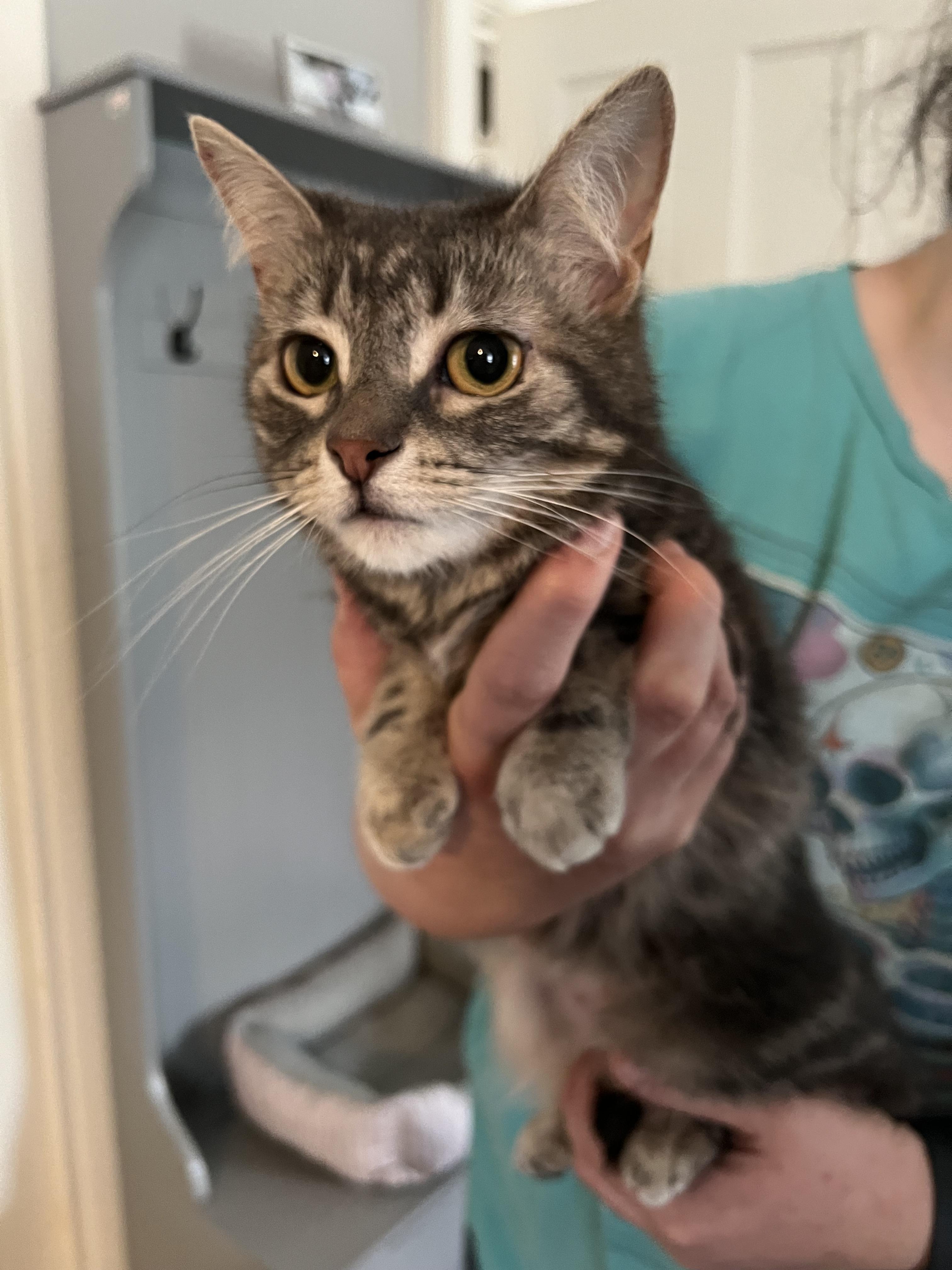 Winnie, an adopted Domestic Short Hair in Rochester , NY image 2/6