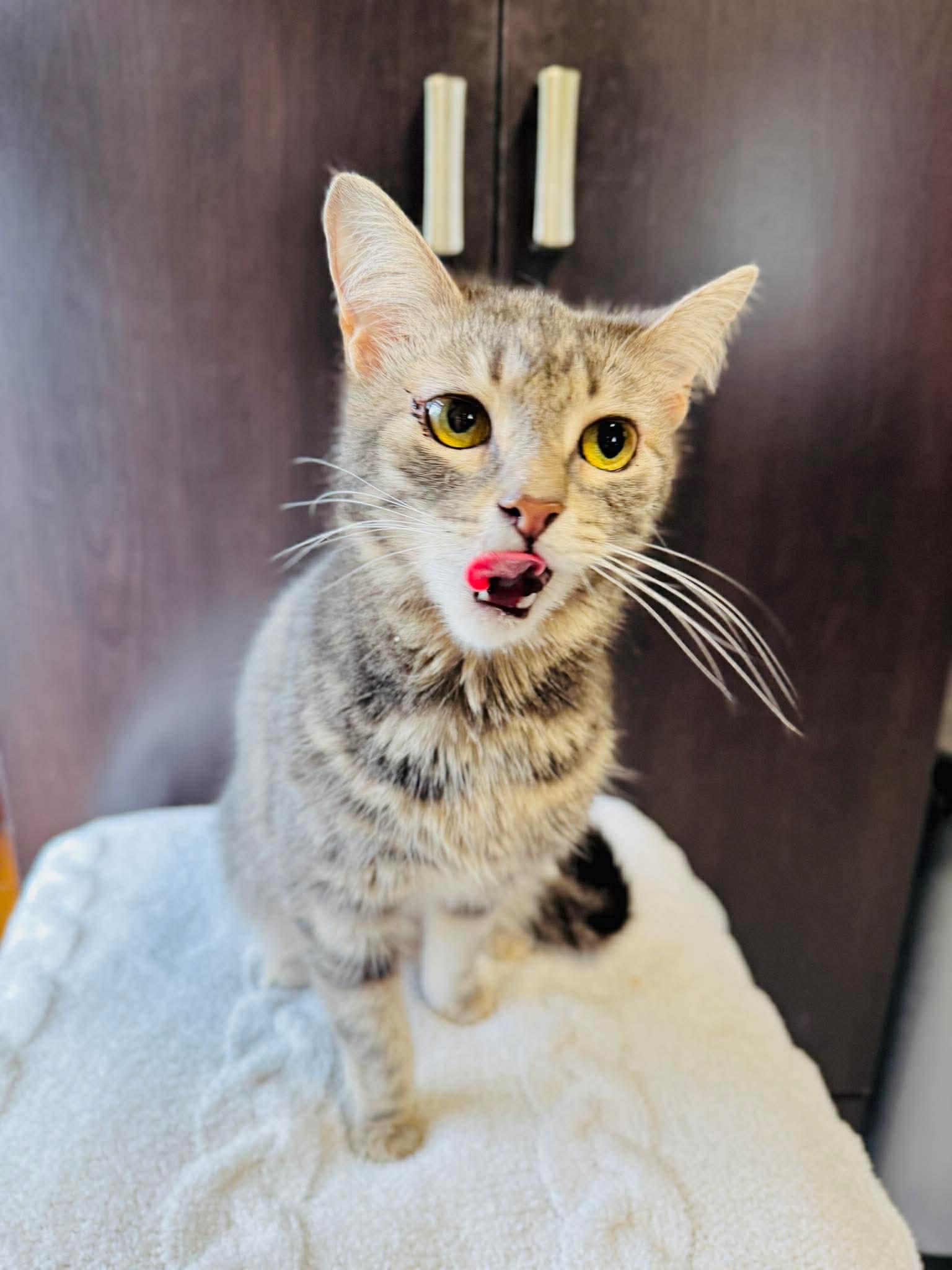 Winnie, an adopted Domestic Short Hair in Rochester , NY image 4/6