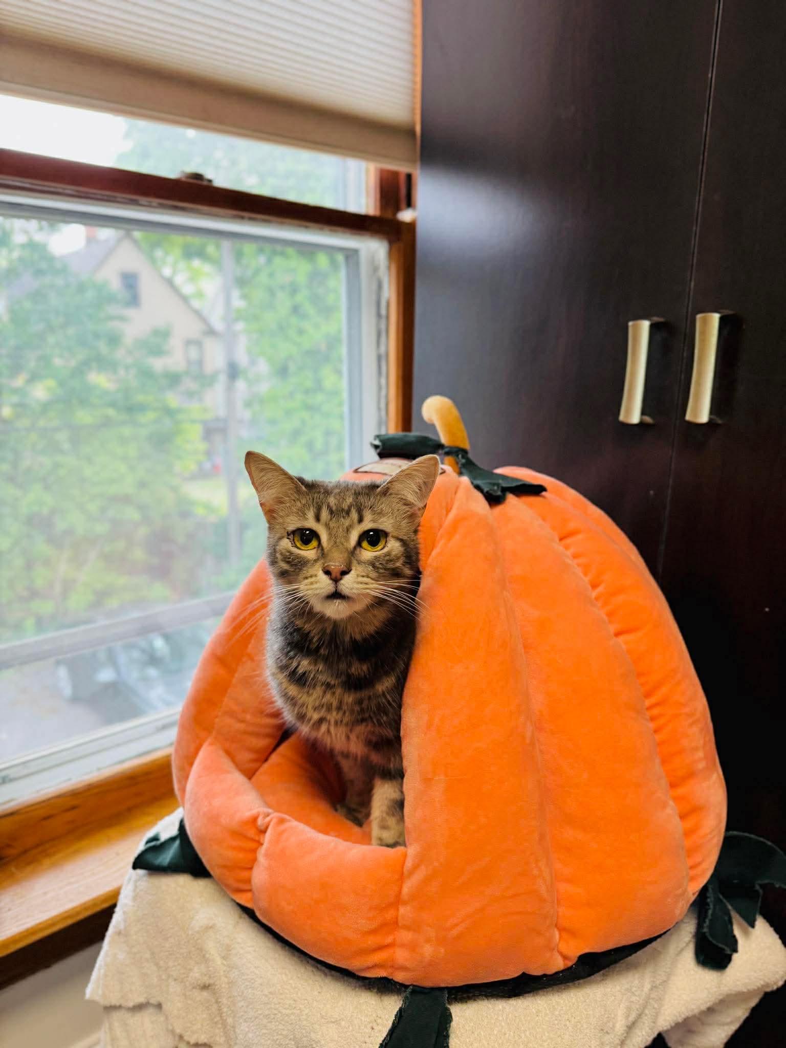 Winnie, an adopted Domestic Short Hair in Rochester , NY image 6/6