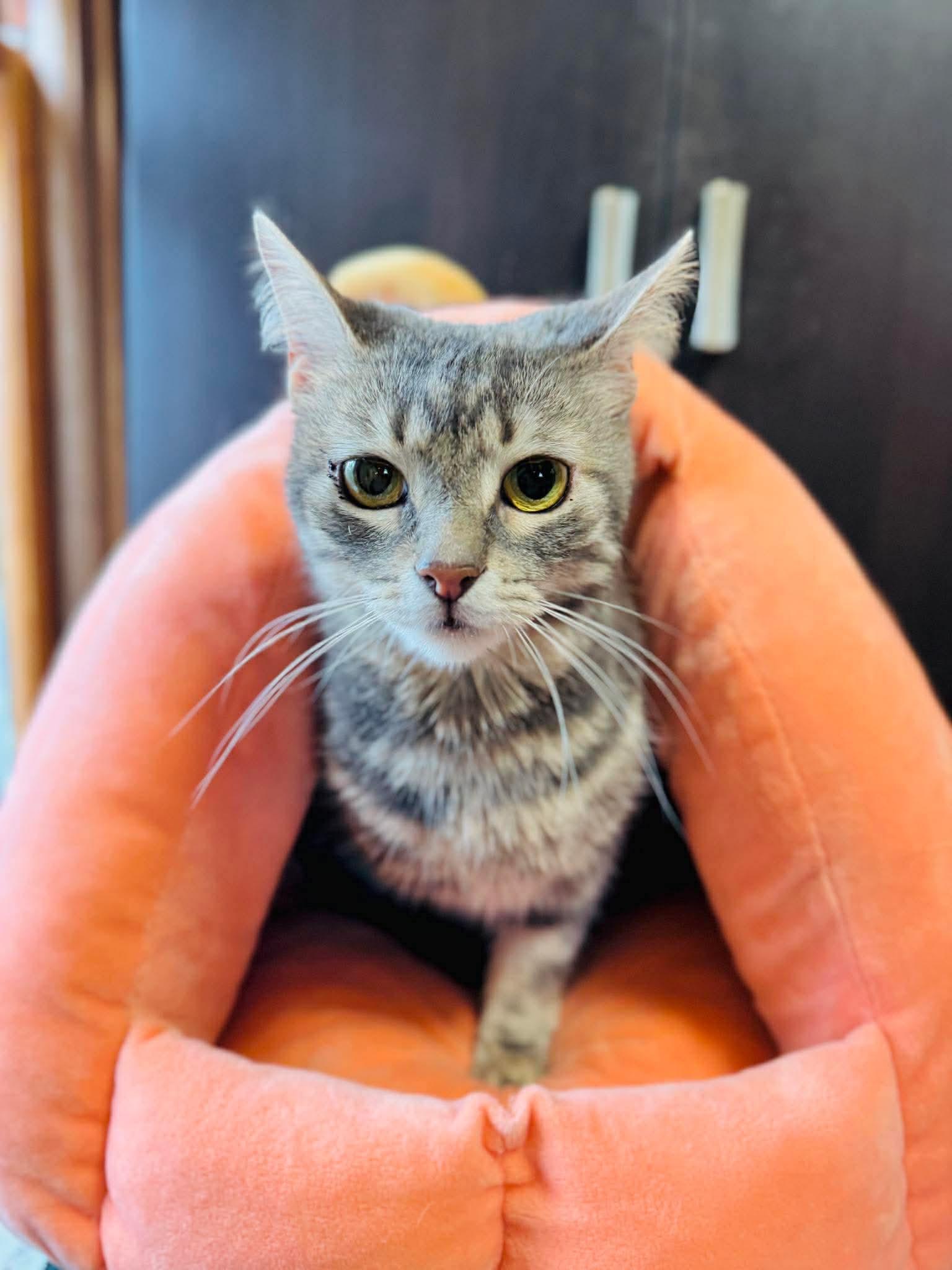 Winnie, an adopted Domestic Short Hair in Rochester , NY image 5/6