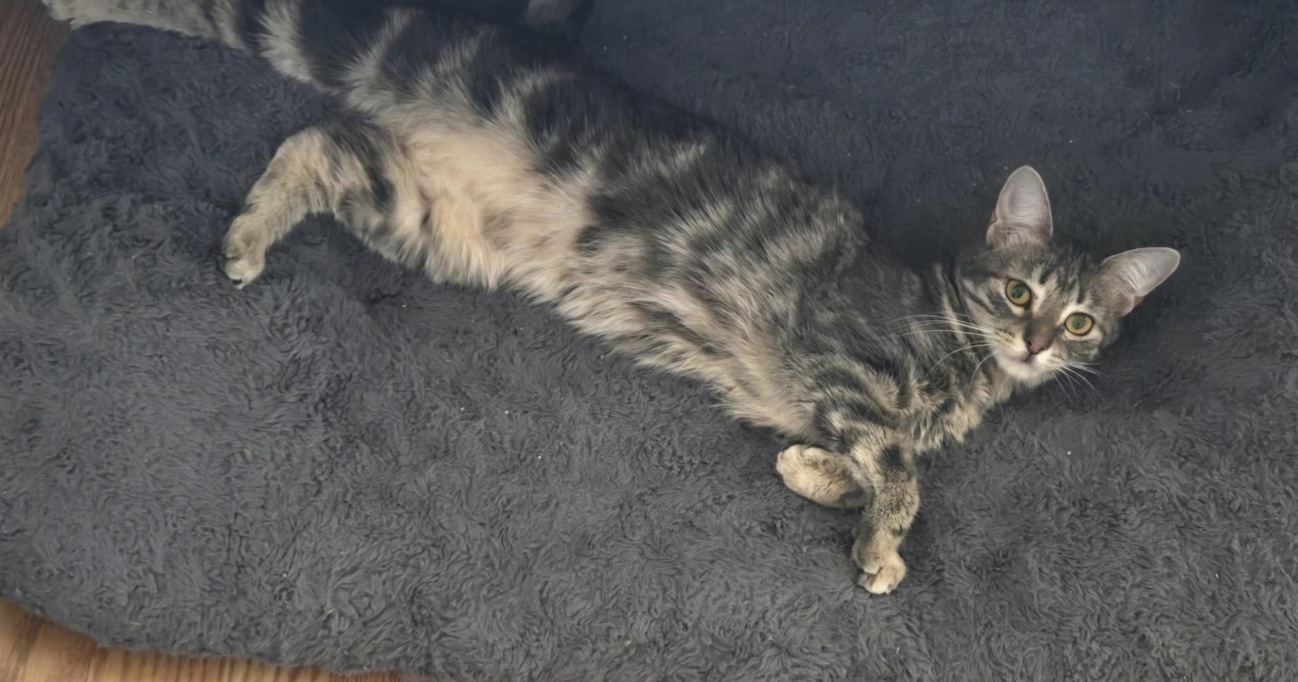 Winnie, an adopted Domestic Short Hair in Rochester , NY image 3/6