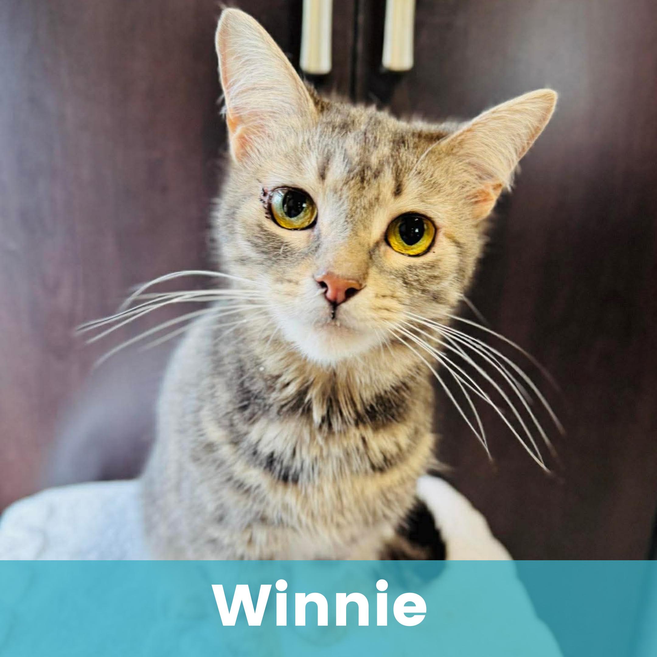 Winnie, adopted, Young Female Domestic Short Hair.