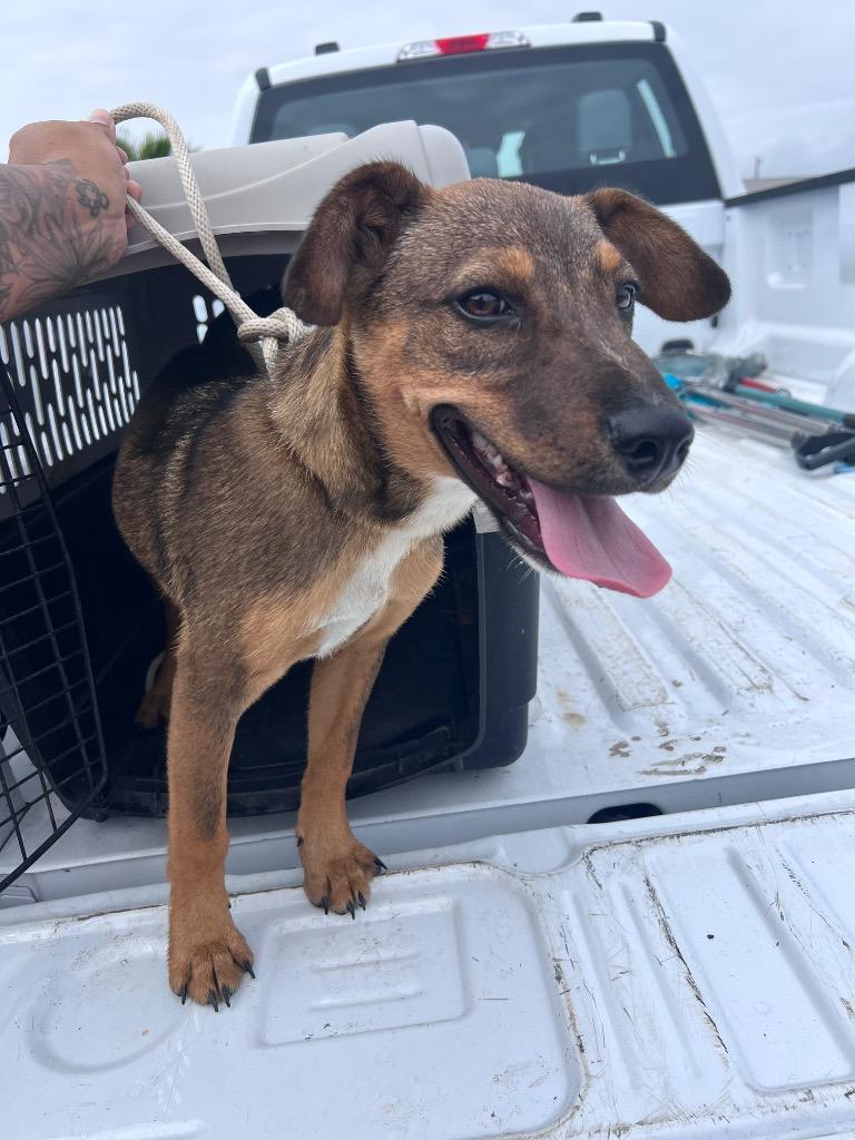 Enlarge Drake, a Adoptable mixed breed in Rockport, TX image 2/3