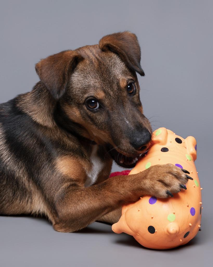 Enlarge Drake, a Adoptable mixed breed in Rockport, TX image 3/6