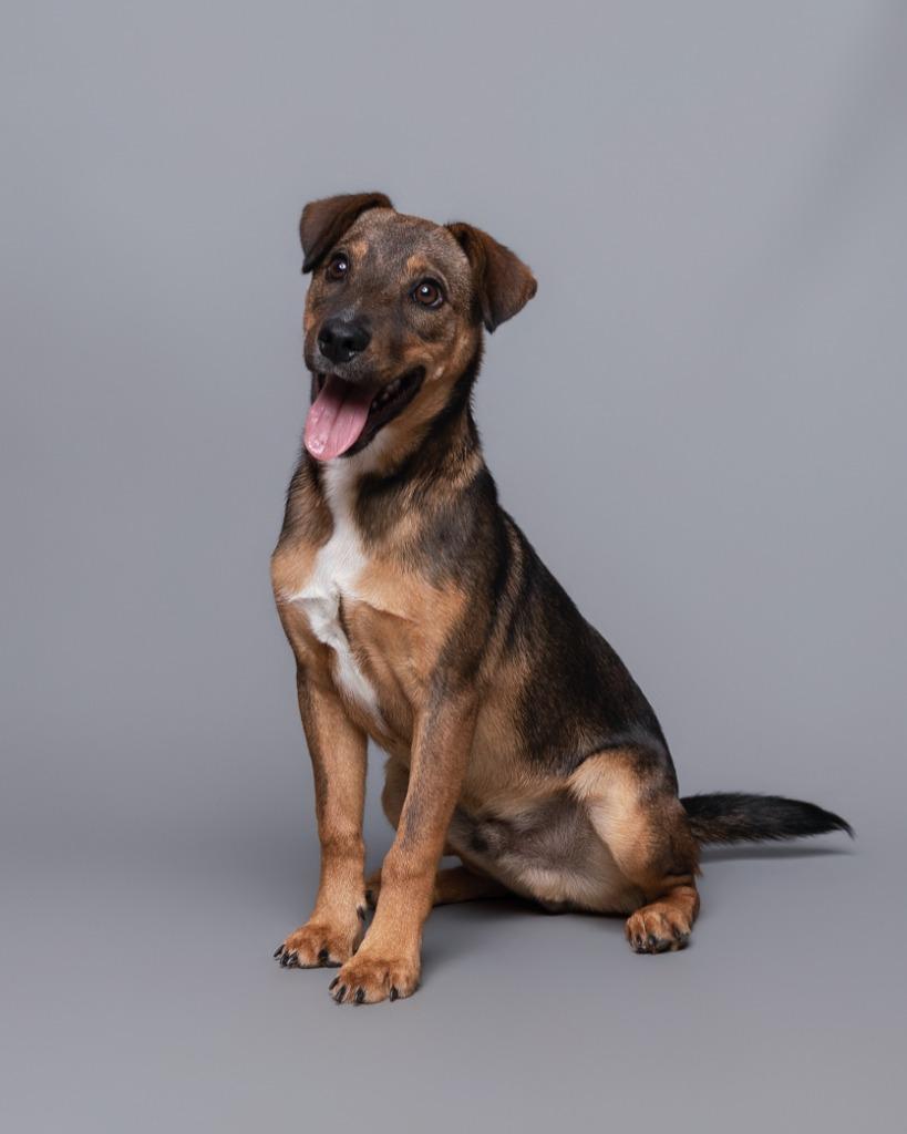 Enlarge Drake, a Adoptable mixed breed in Rockport, TX image 4/6
