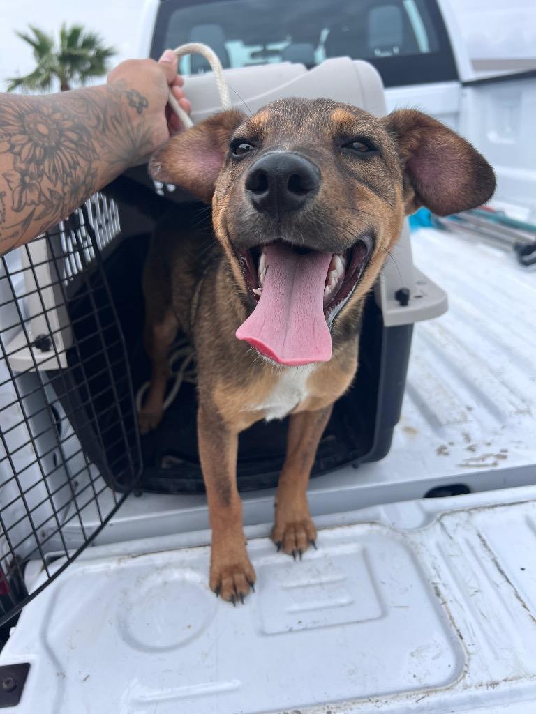 Enlarge Drake, a Adoptable mixed breed in Rockport, TX image 3/3