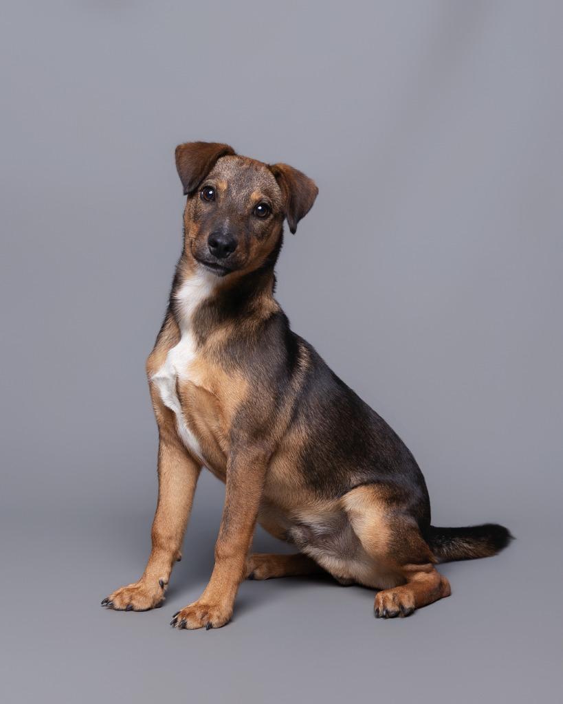 Enlarge Drake, a Adoptable mixed breed in Rockport, TX image 6/6