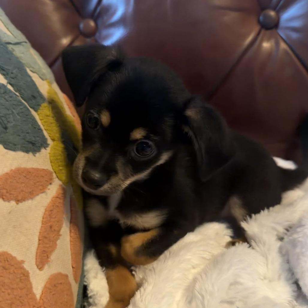 Enlarge Pebble, a Adoptable Chihuahua in Sacramento, CA image 1/4