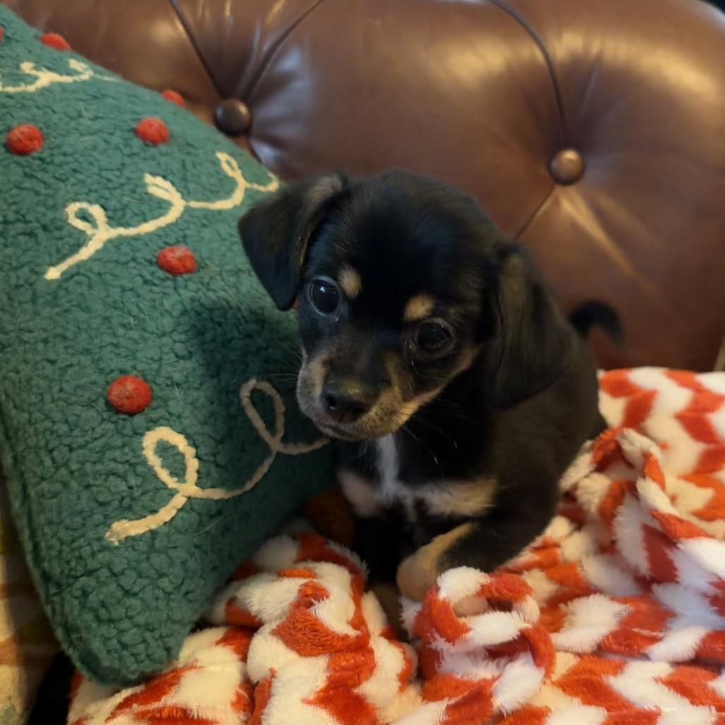 Enlarge Pebble, a Adoptable Chihuahua in Sacramento, CA image 2/4