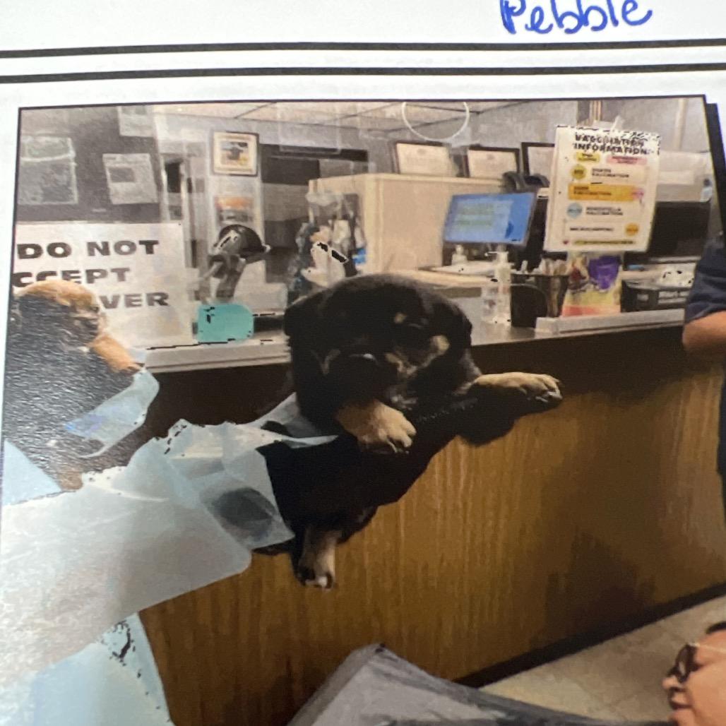 Enlarge Pebble, a Adoptable Chihuahua in Sacramento, CA image 3/4