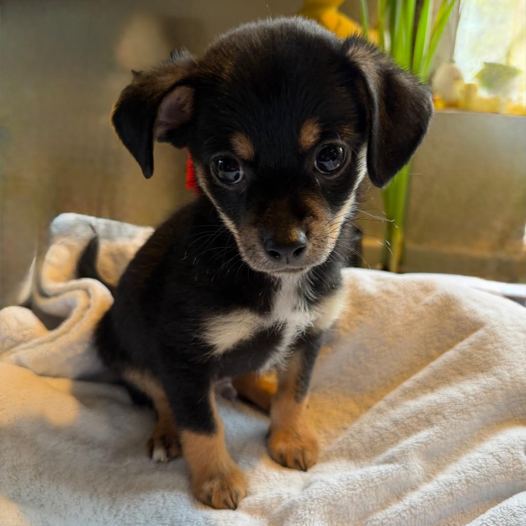 Enlarge Pebble, a Adoptable Chihuahua in Sacramento, CA image 4/4
