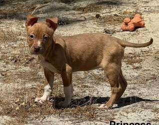 Princess Ariel, ADOPTABLE, Puppy Female Terrier.
