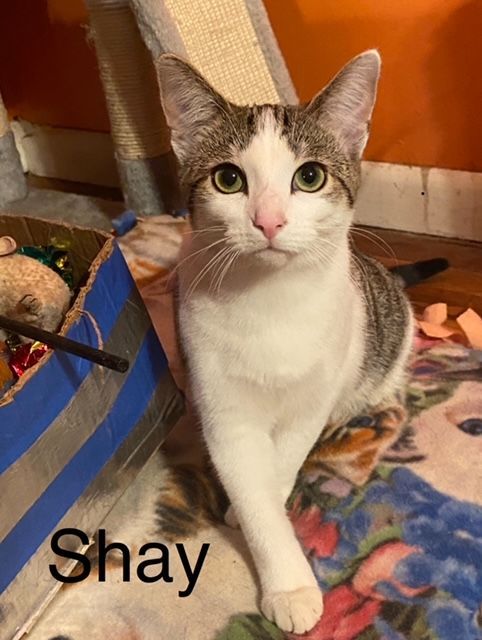 Enlarge SHAY, a Adoptable Domestic Short Hair in Millerstown, PA image 4/5