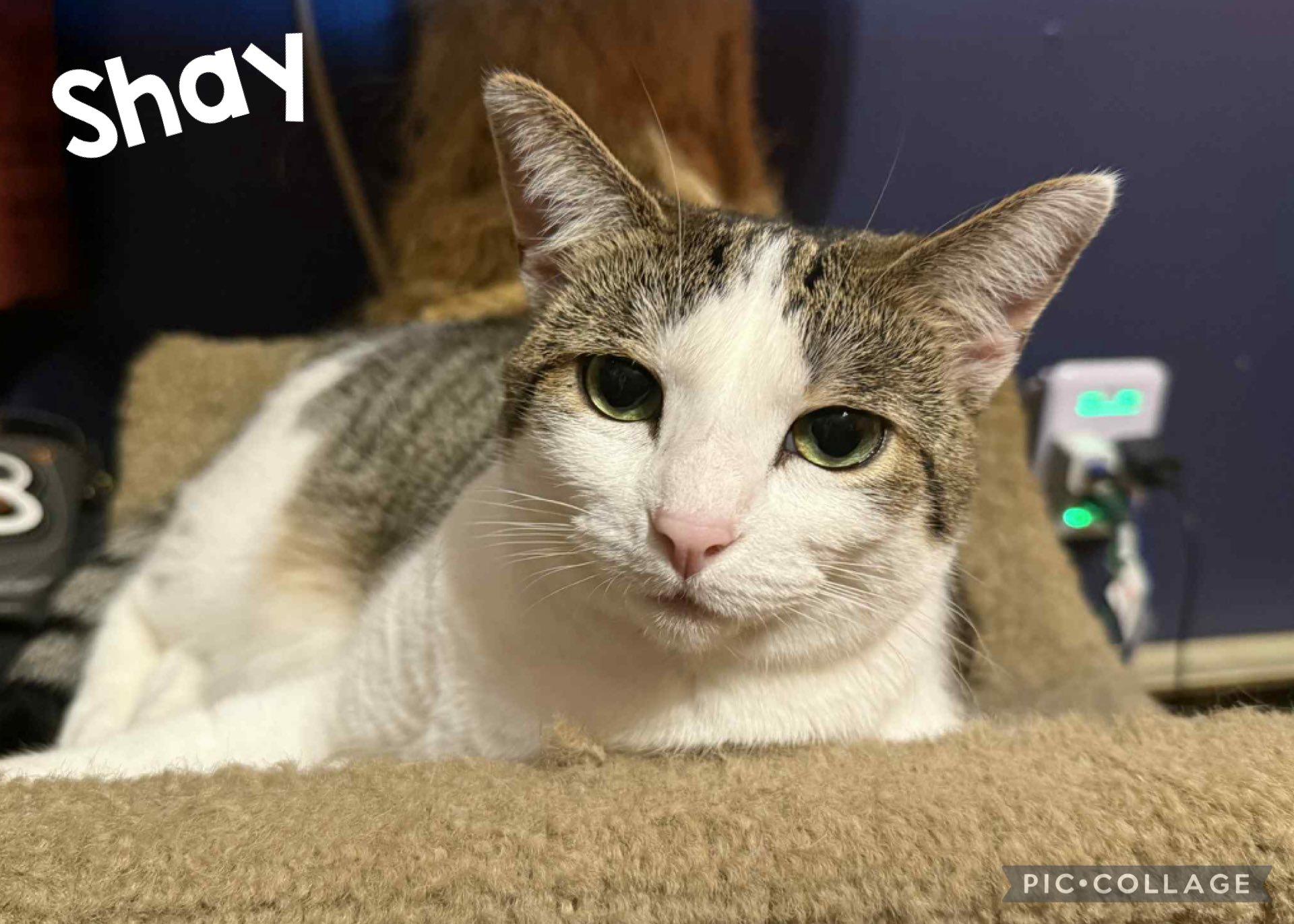 Enlarge SHAY, a Adoptable Domestic Short Hair in Millerstown, PA image 1/5