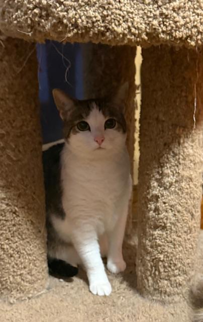 Enlarge SHAY, a Adoptable Domestic Short Hair in Millerstown, PA image 5/5