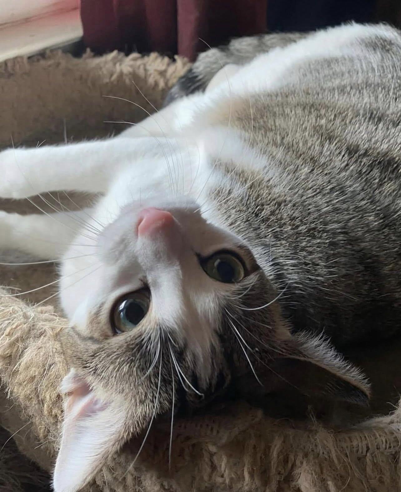 Enlarge SHAY, a Adoptable Domestic Short Hair in Millerstown, PA image 2/5