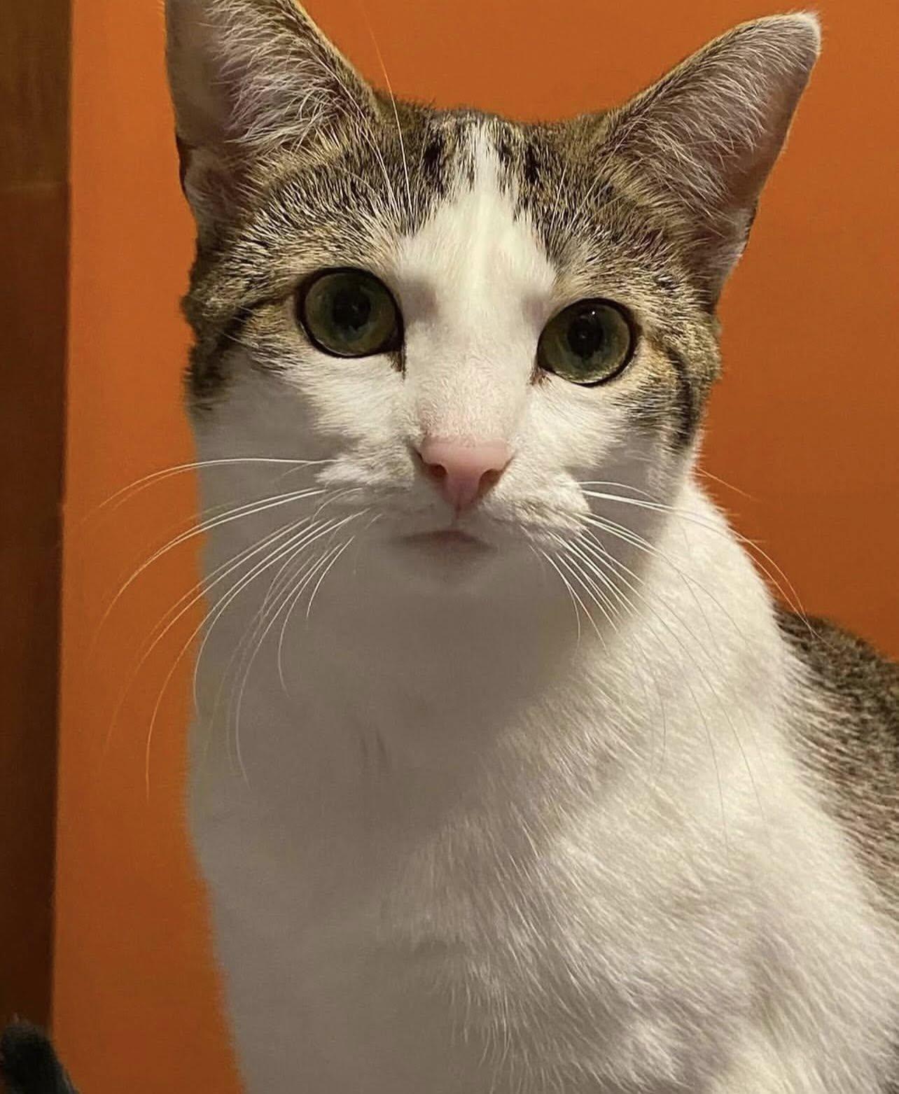 Enlarge SHAY, a Adoptable Domestic Short Hair in Millerstown, PA image 3/5