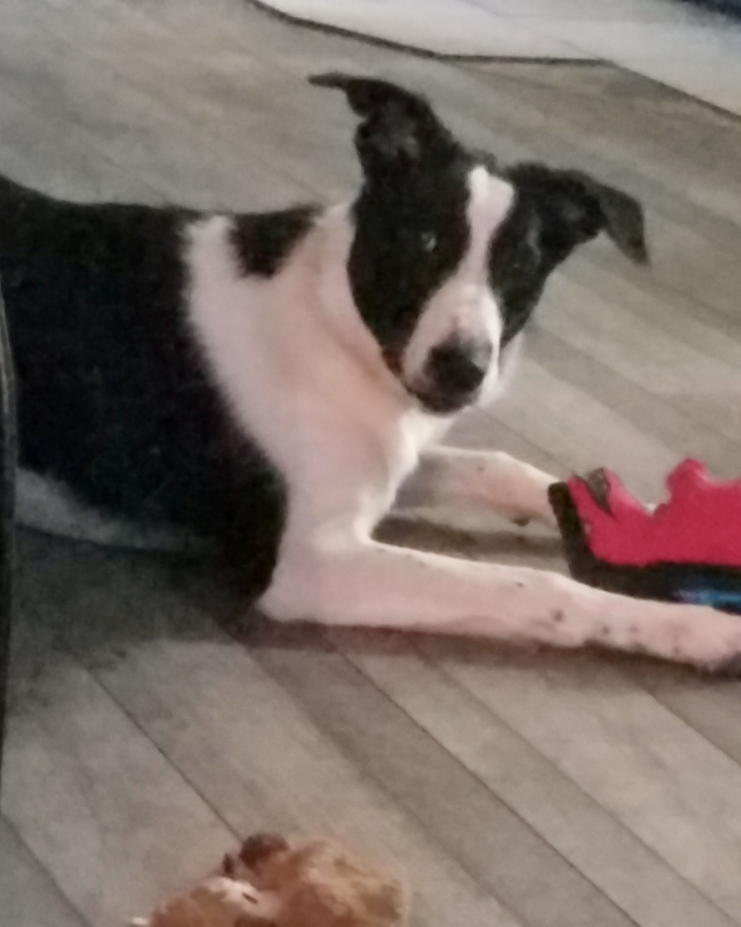 Dog for adoption Jax, a Border Collie in Lake Orion, MI Petfinder