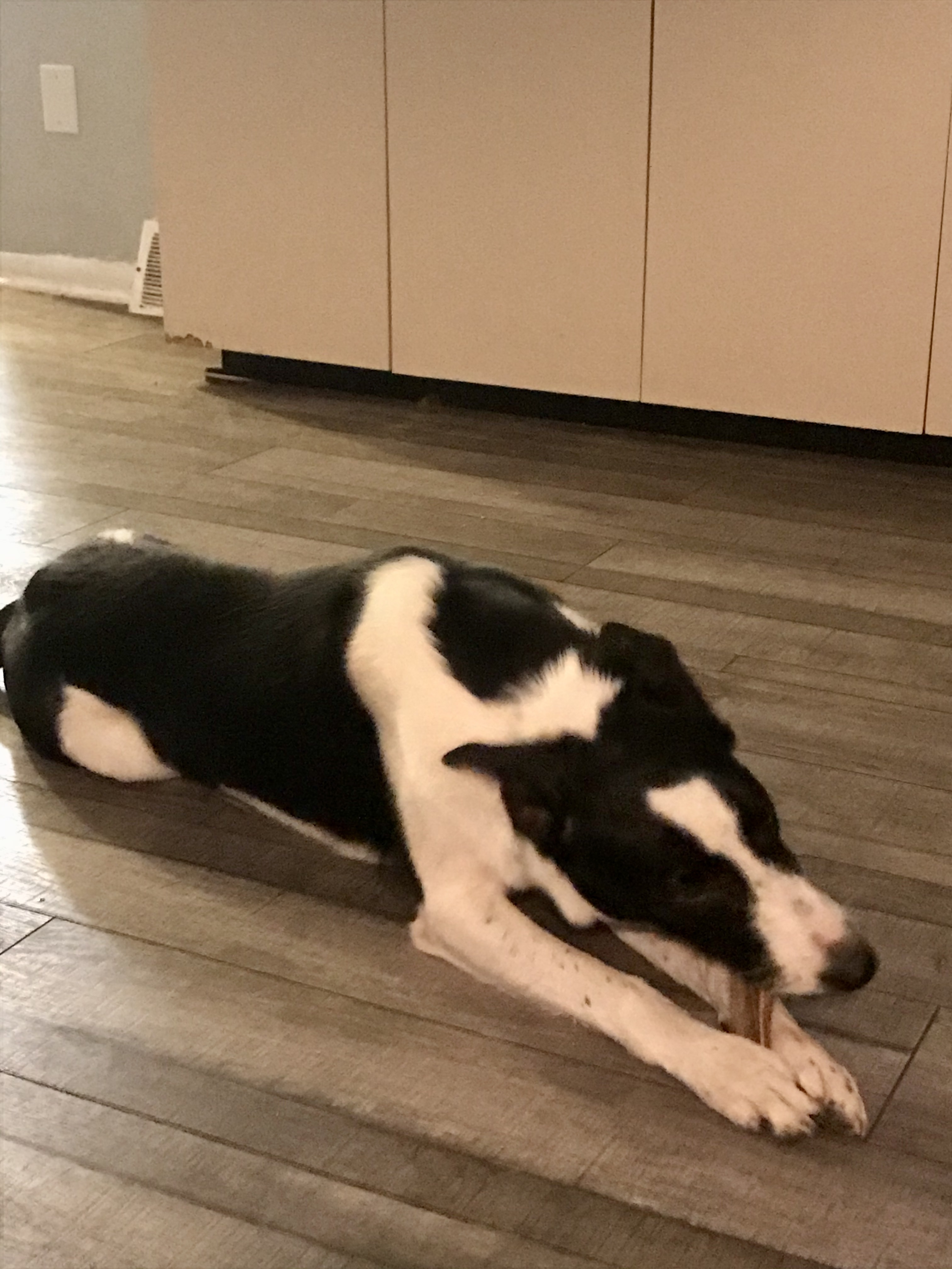 Dog for adoption Jax, a Border Collie in Lake Orion, MI Petfinder