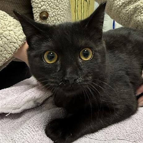 Enlarge Michael, a Adoptable Domestic Short Hair in Mount Shasta, CA image 1/4