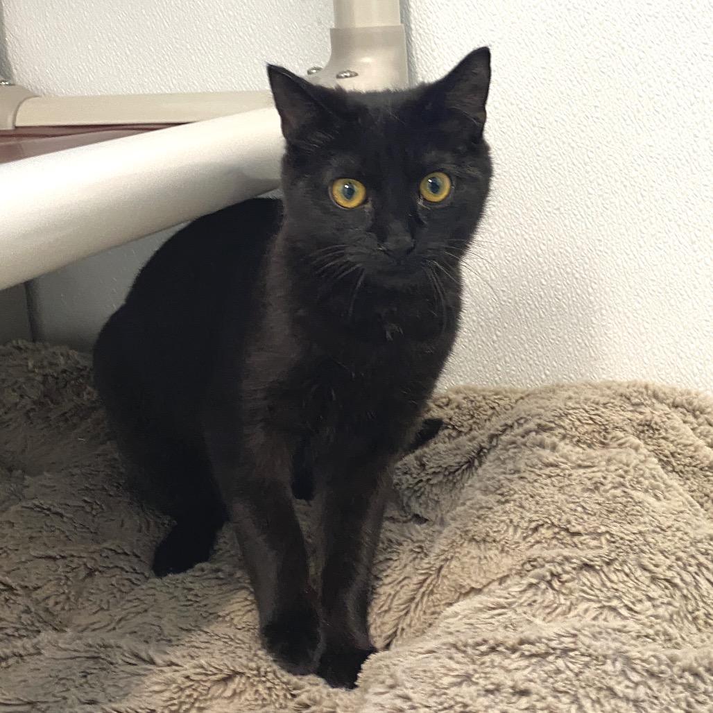 Enlarge Michael, a Adoptable Domestic Short Hair in Mount Shasta, CA image 3/4