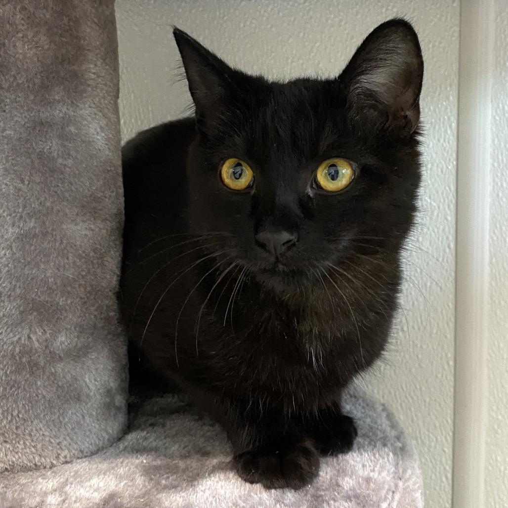 Enlarge Michael, a Adoptable Domestic Short Hair in Mount Shasta, CA image 4/4
