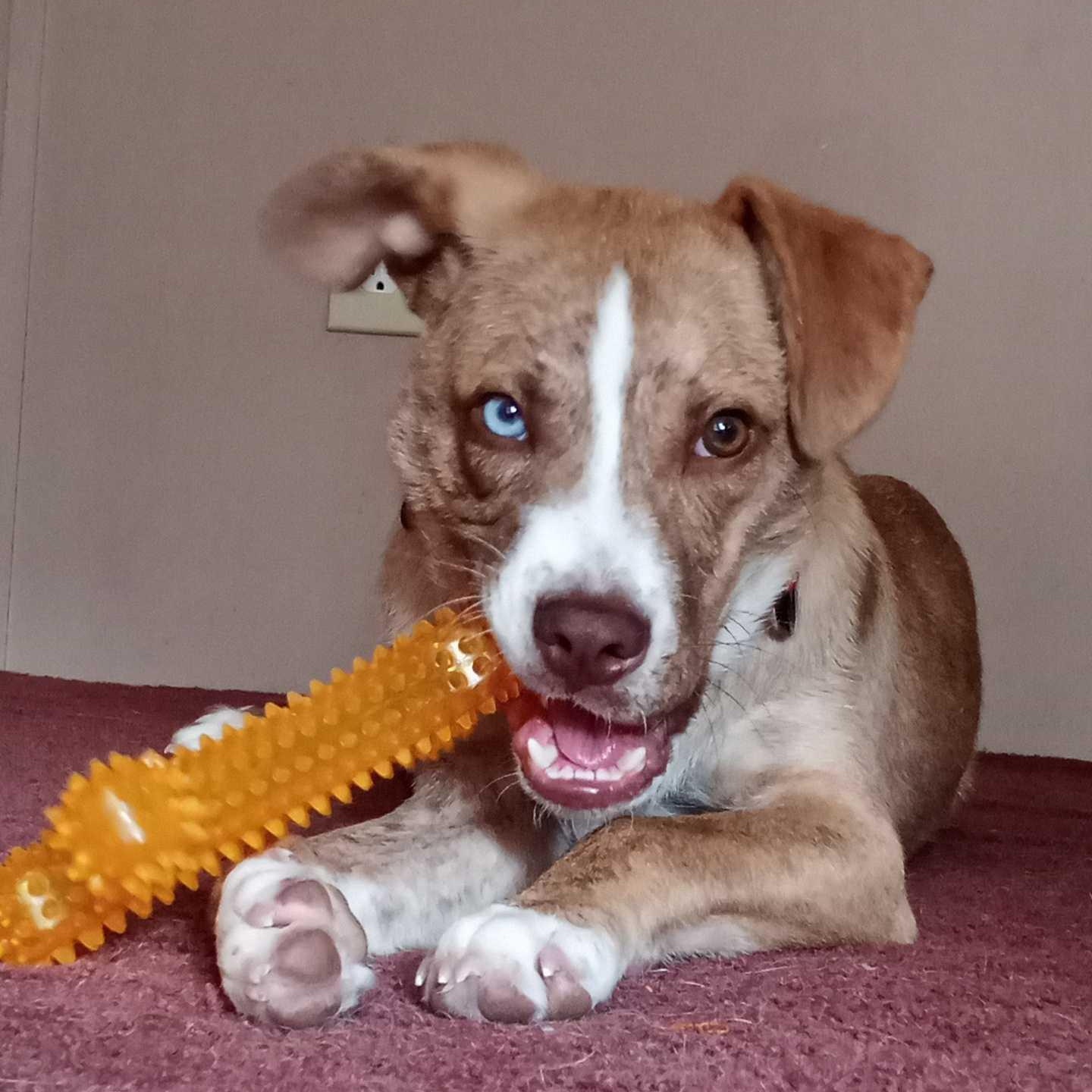 Johnny, an adoptable Mixed Breed in Bowdoin, ME, 04287 | Photo Image 2