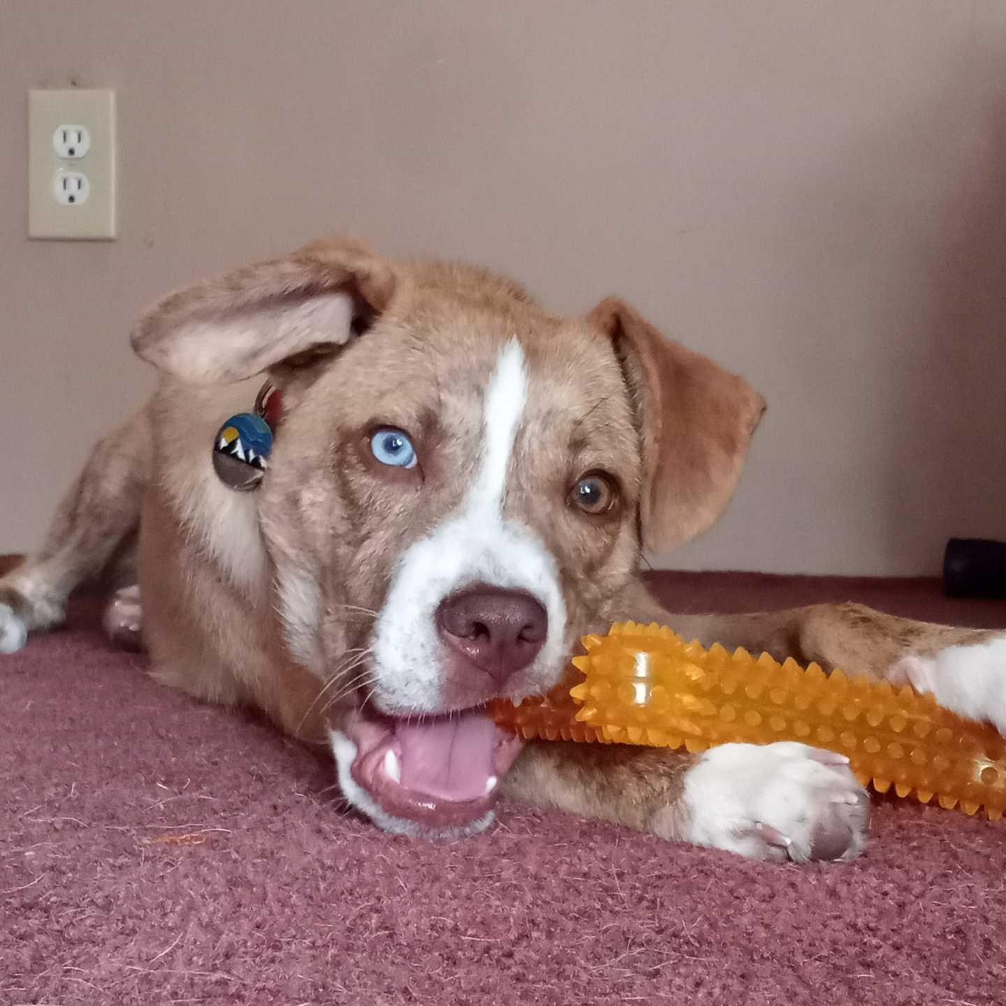Johnny, an adoptable Mixed Breed in Bowdoin, ME, 04287 | Photo Image 4