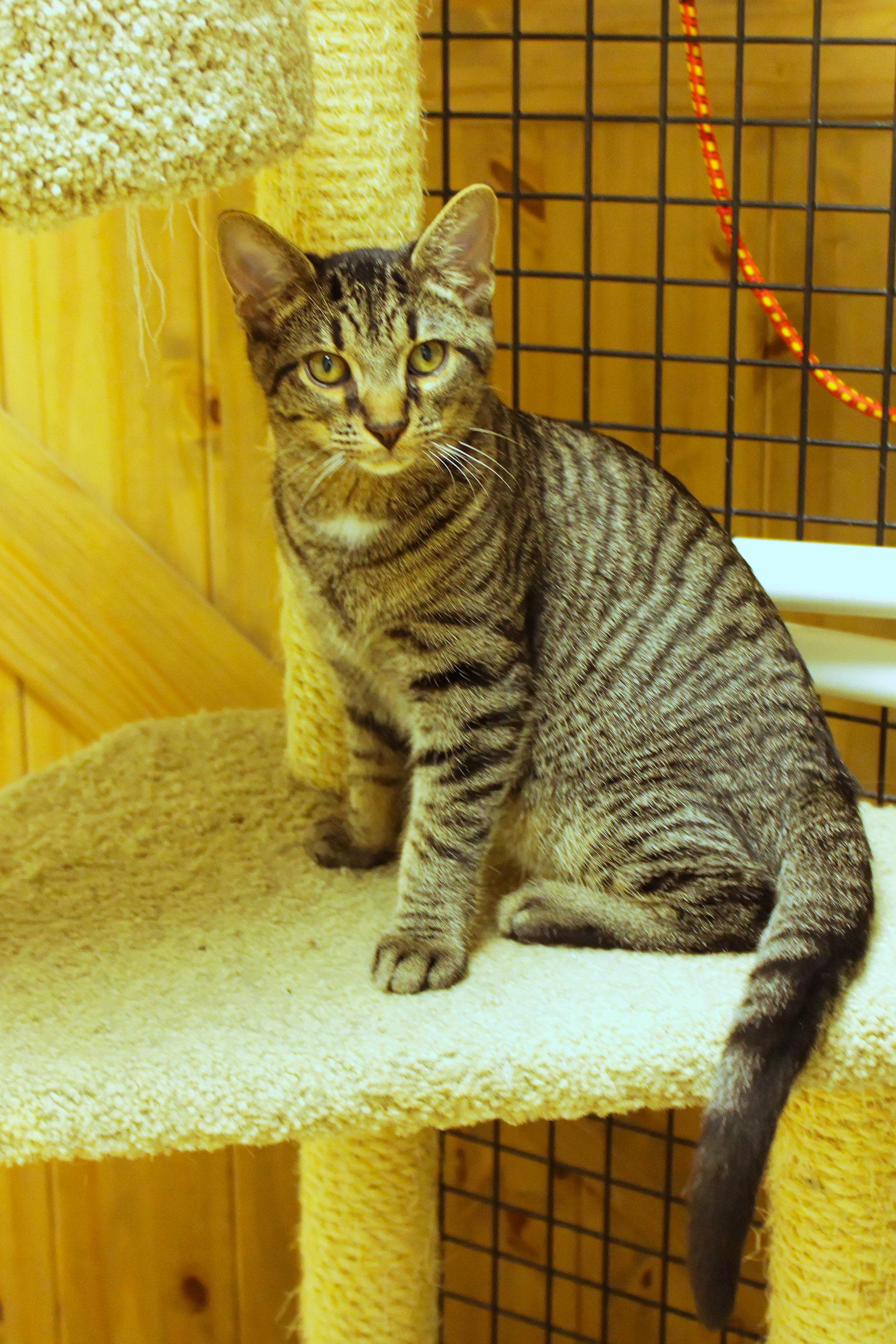 Rumble, a Adoptable Domestic Short Hair in Urbana, OH image 1/6