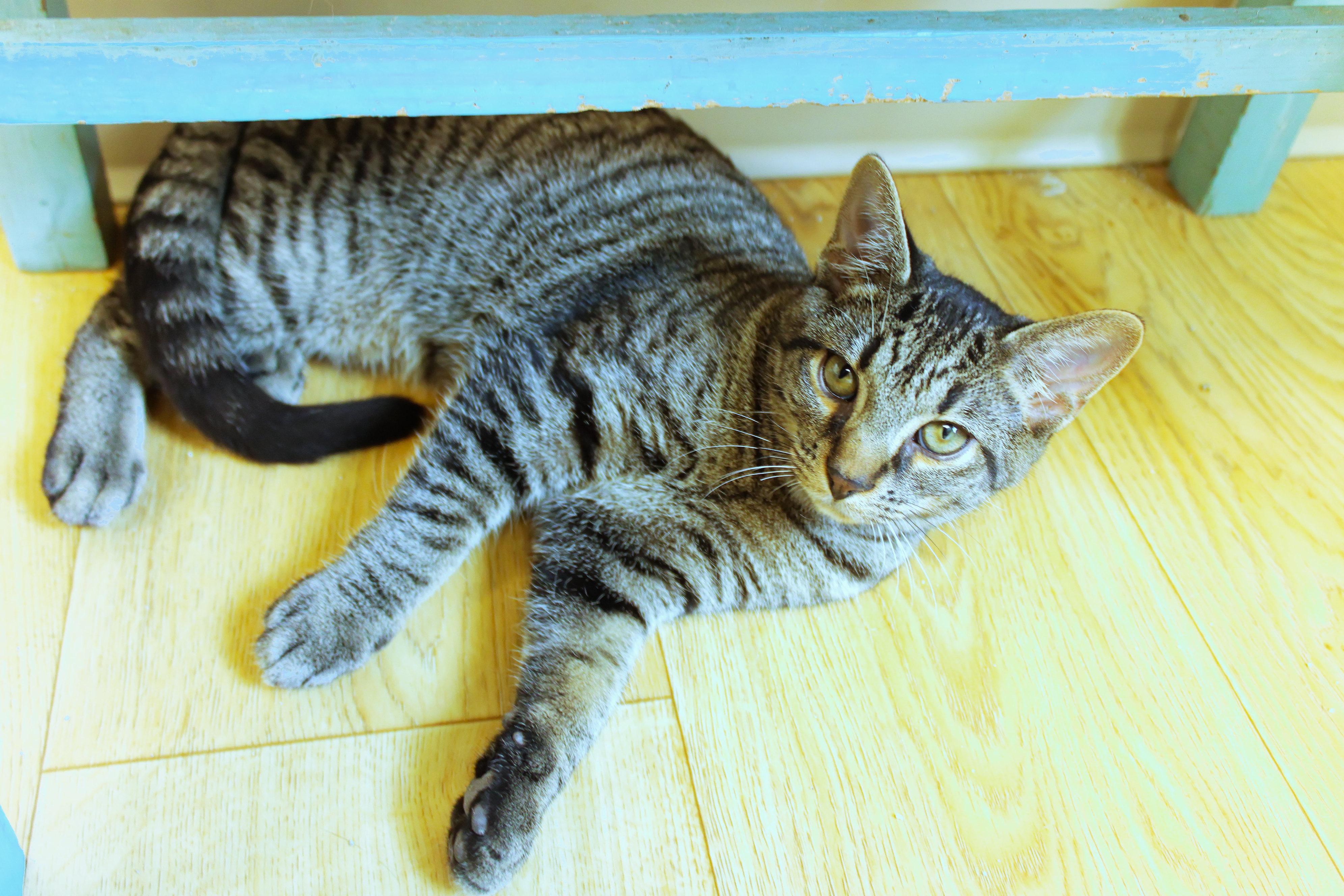 Rumble, a Adoptable Domestic Short Hair in Urbana, OH image 5/6