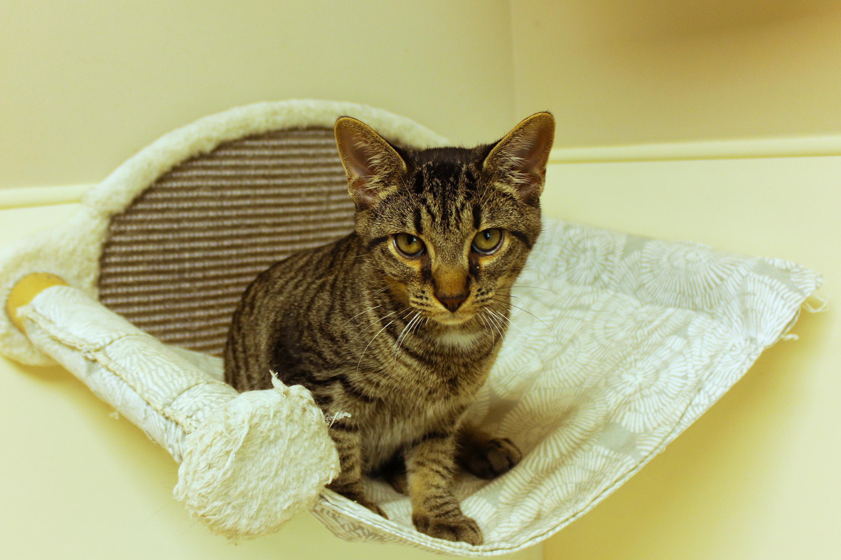 Rumble, a Adoptable Domestic Short Hair in Urbana, OH image 4/6