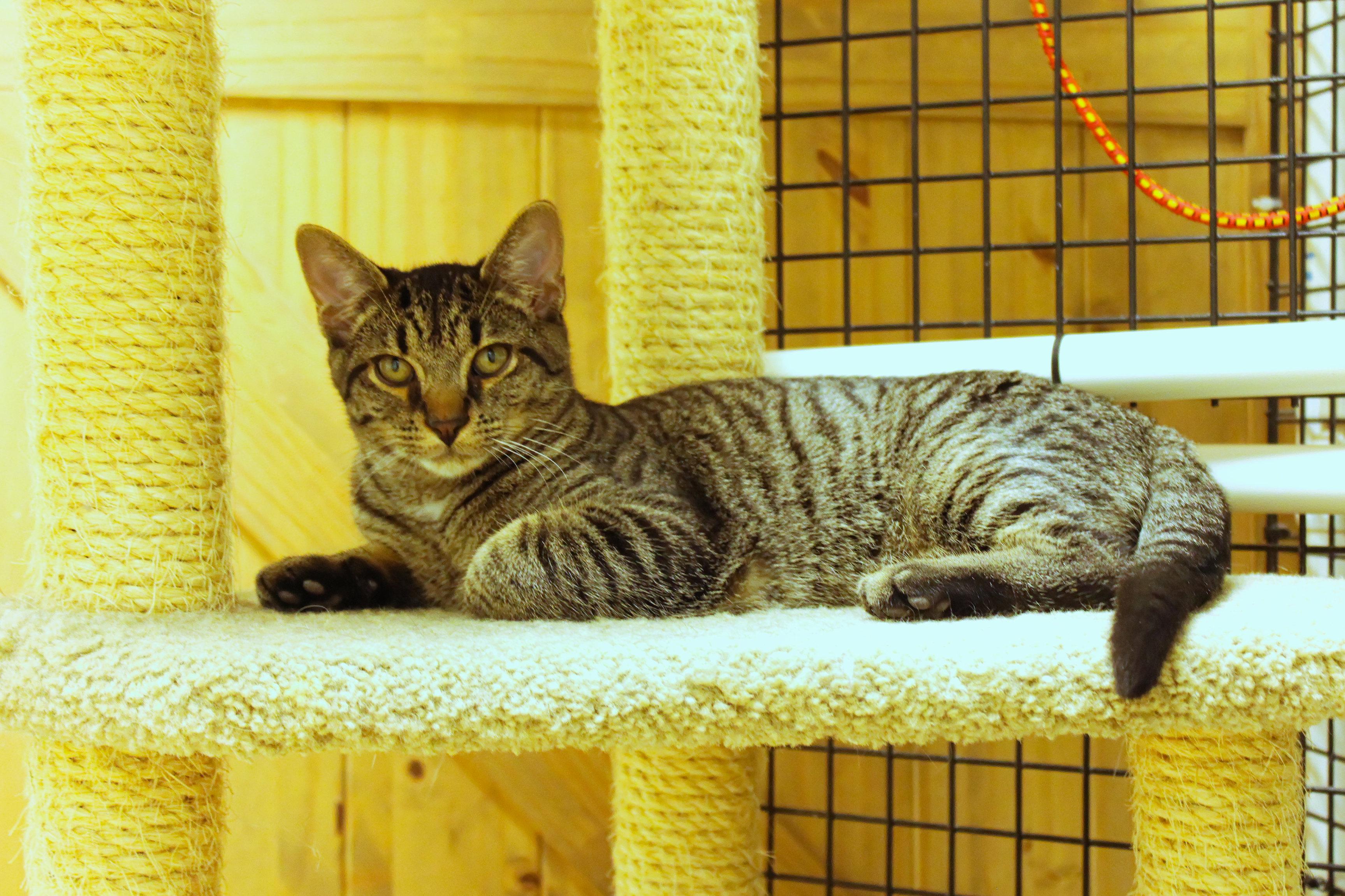 Rumble, a Adoptable Domestic Short Hair in Urbana, OH image 6/6
