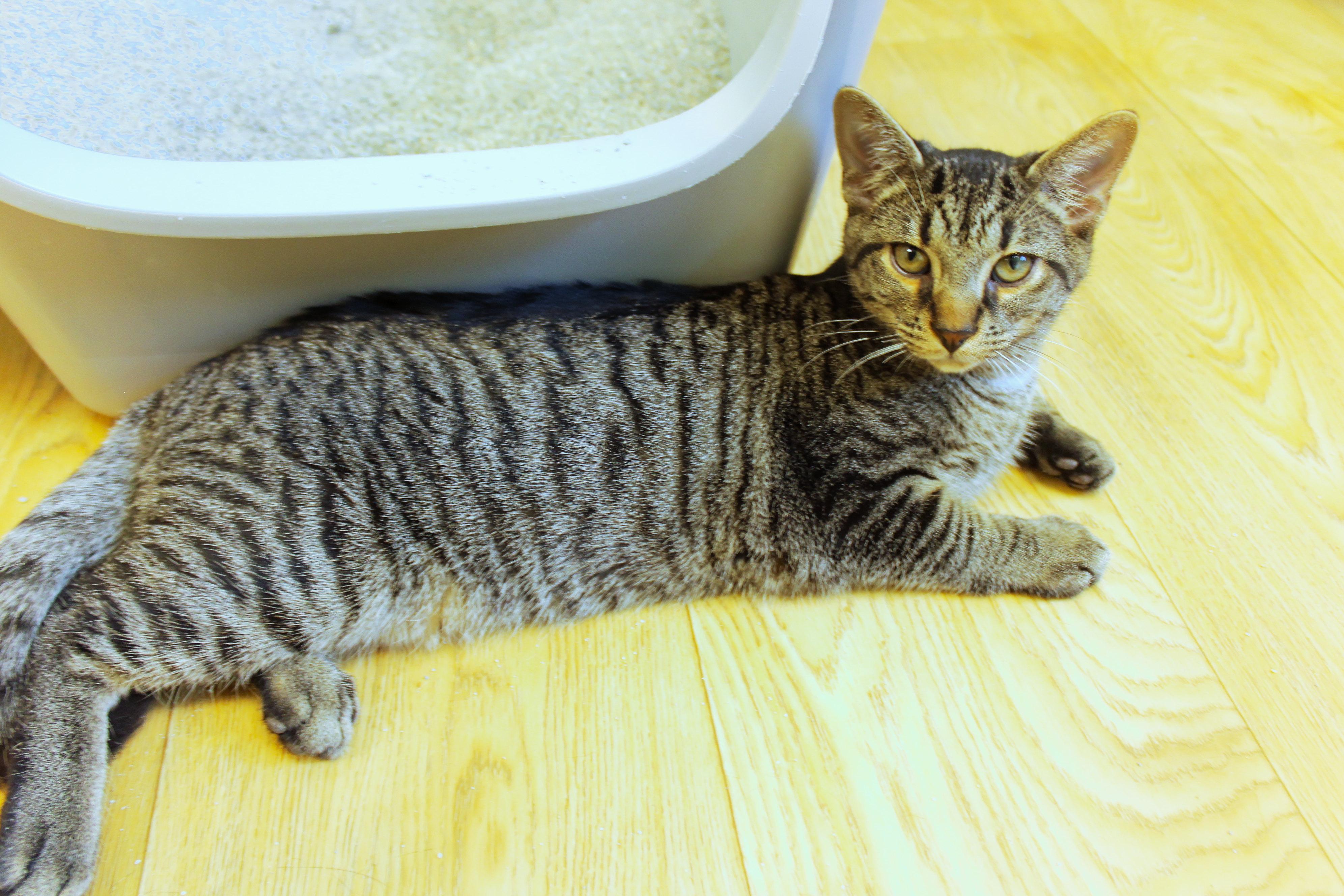 Rumble, a Adoptable Domestic Short Hair in Urbana, OH image 3/6