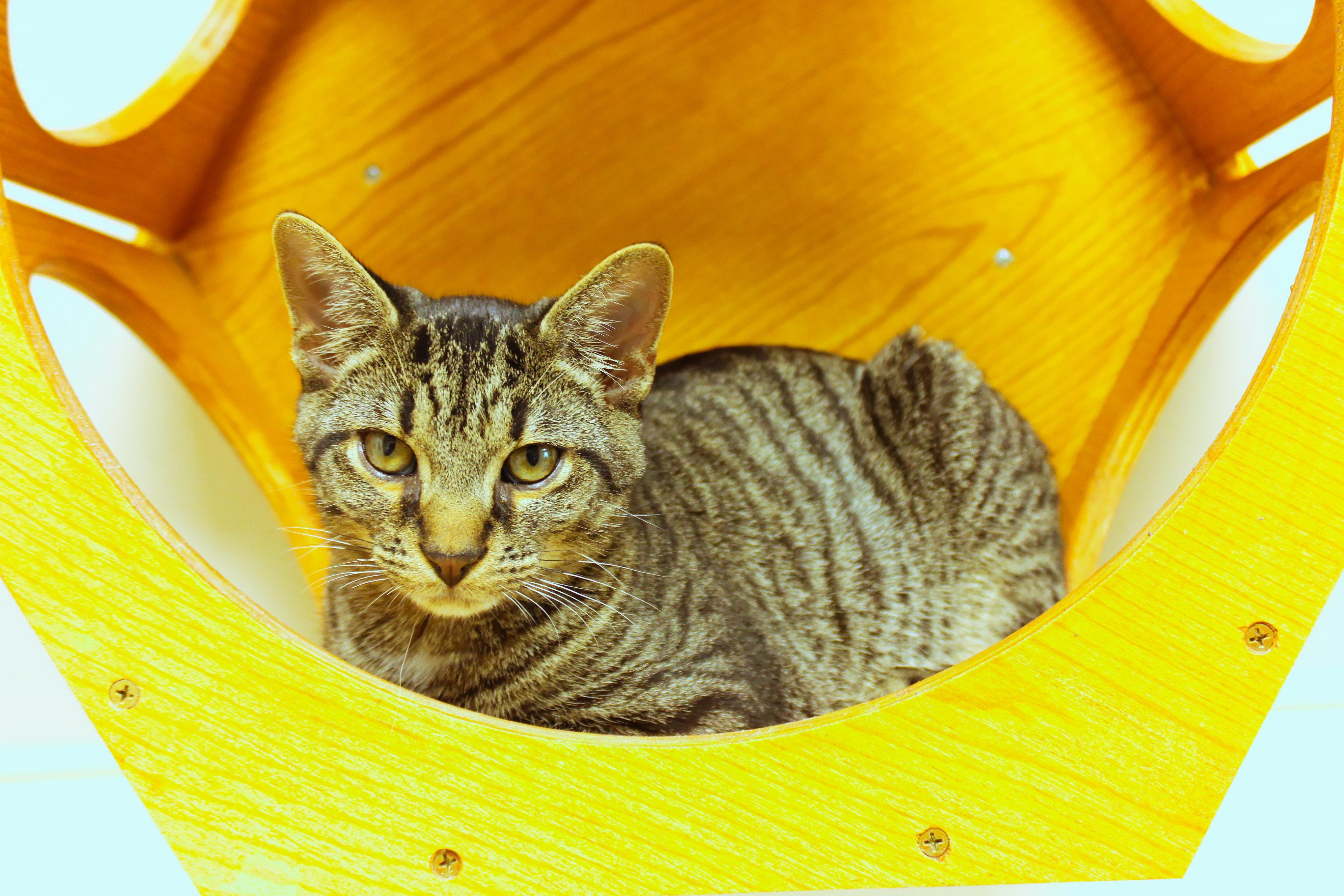 Rumble, a Adoptable Domestic Short Hair in Urbana, OH image 2/6