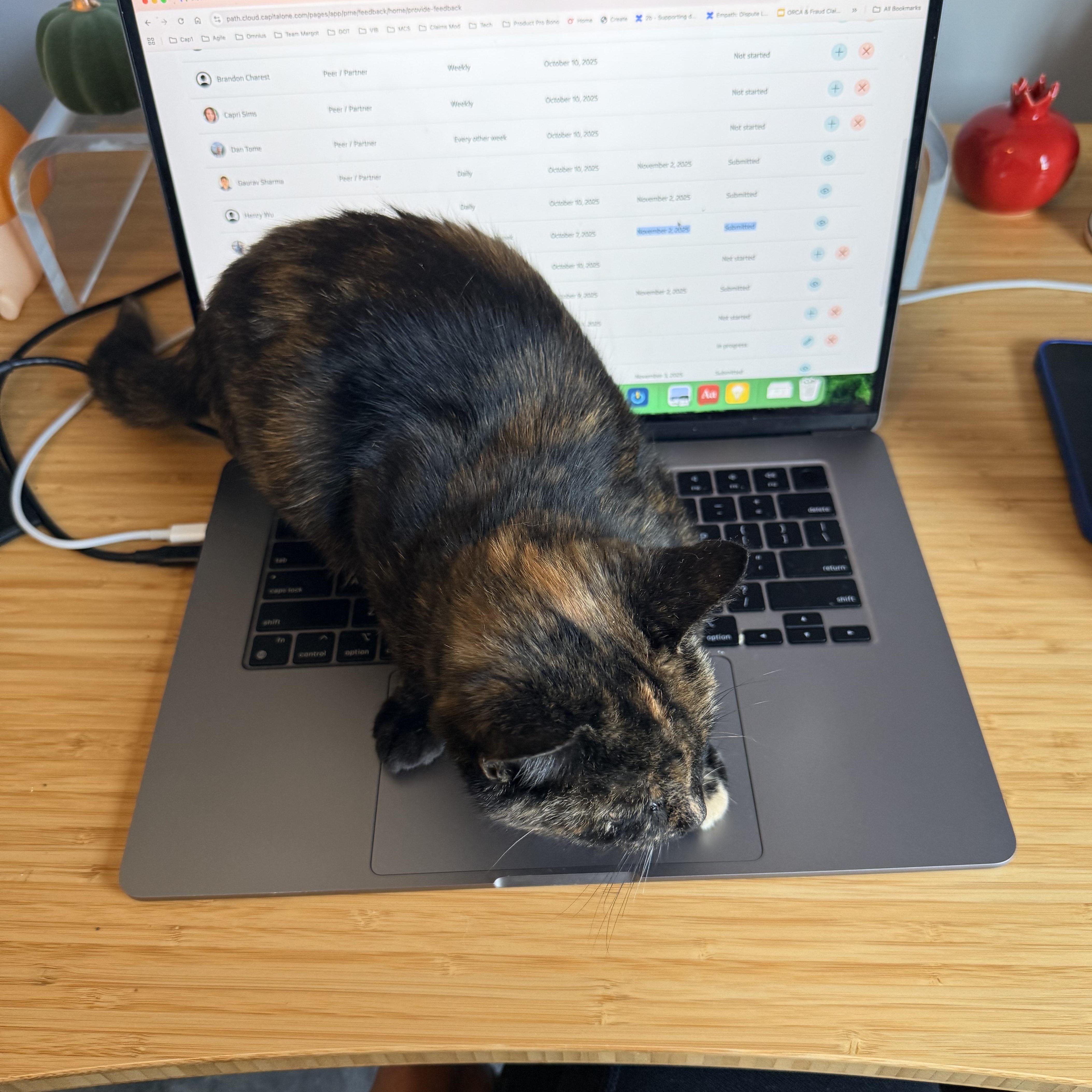 Enlarge Carly, a Adoptable Tortoiseshell in Leesburg, VA image 1/3