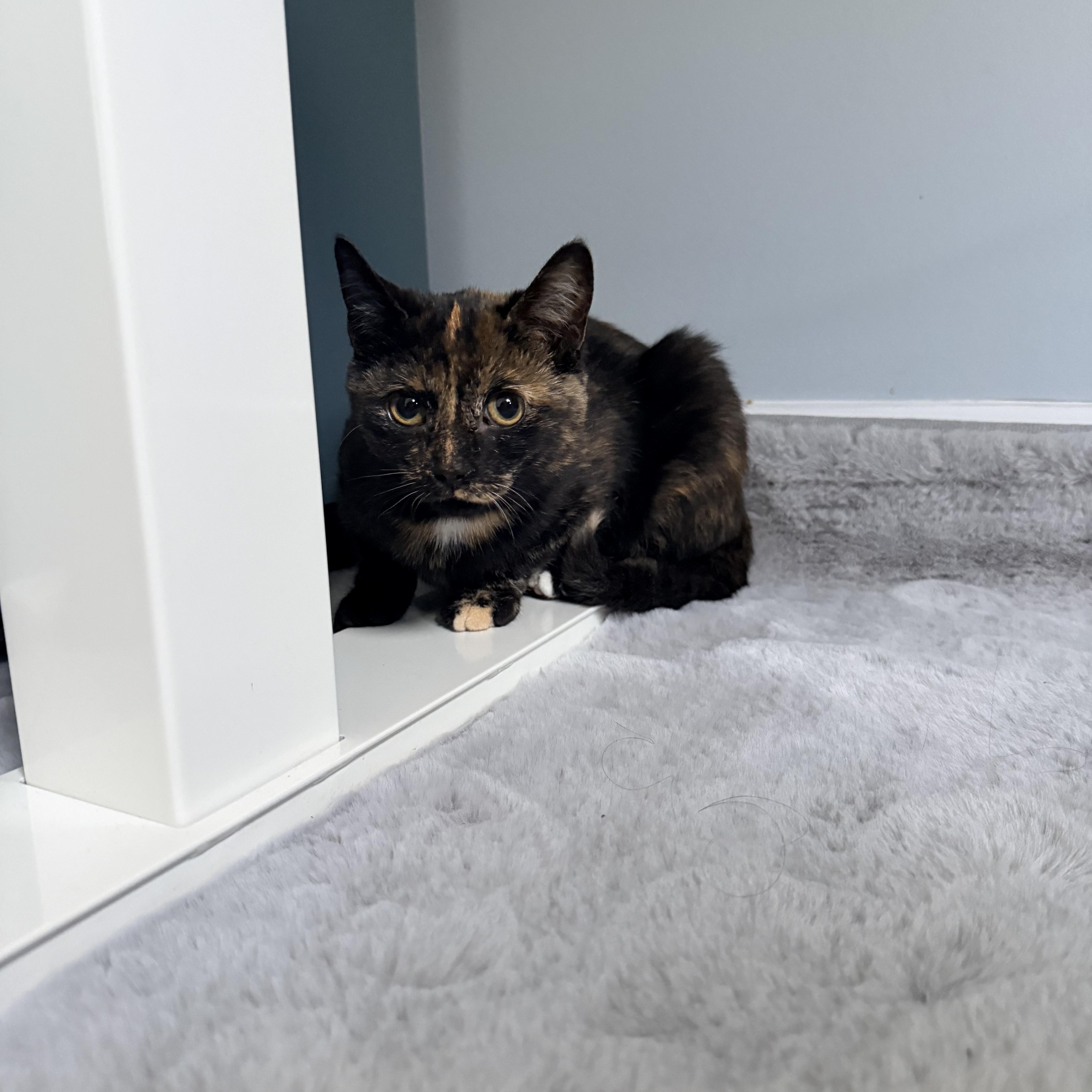 Enlarge Carly, a Adoptable Tortoiseshell in Leesburg, VA image 2/3