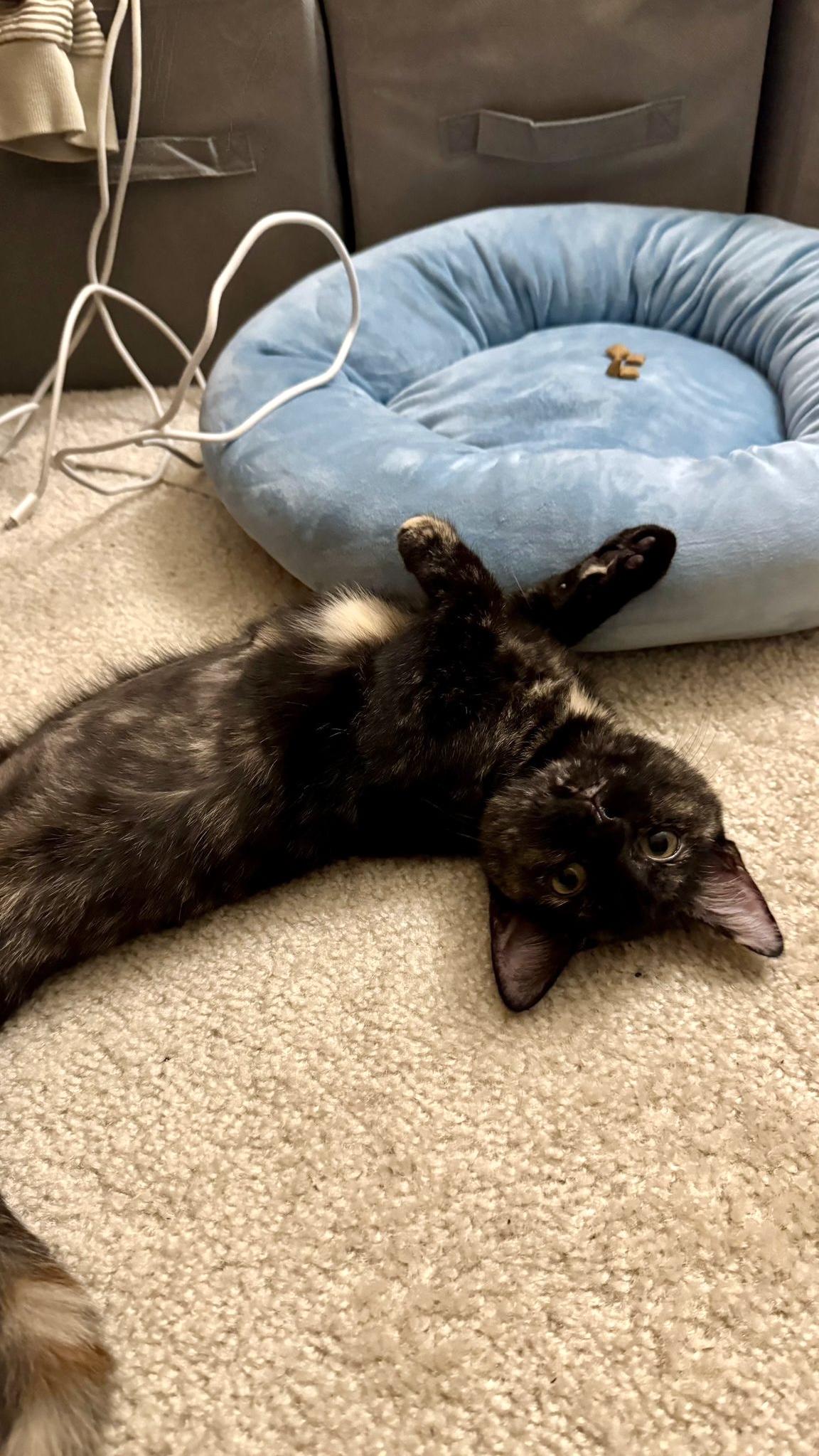 Enlarge Carly, an adopted Tortoiseshell in Leesburg, VA image 1/6