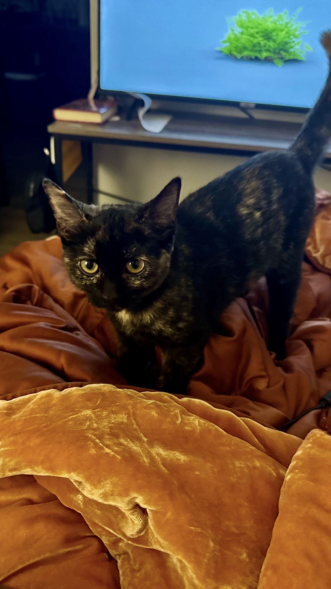 Enlarge Carly, an adopted Tortoiseshell in Leesburg, VA image 4/6