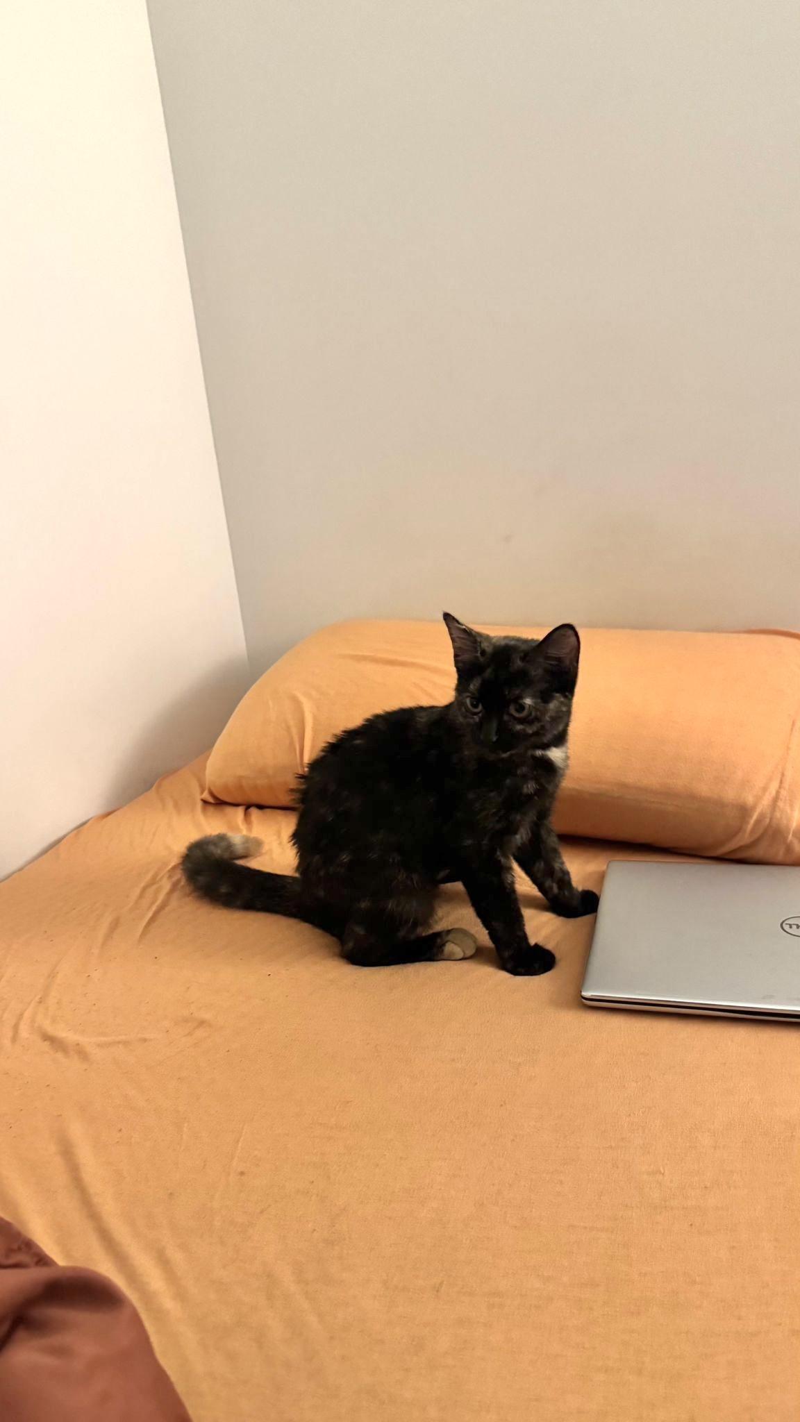 Enlarge Carly, an adopted Tortoiseshell in Leesburg, VA image 3/6