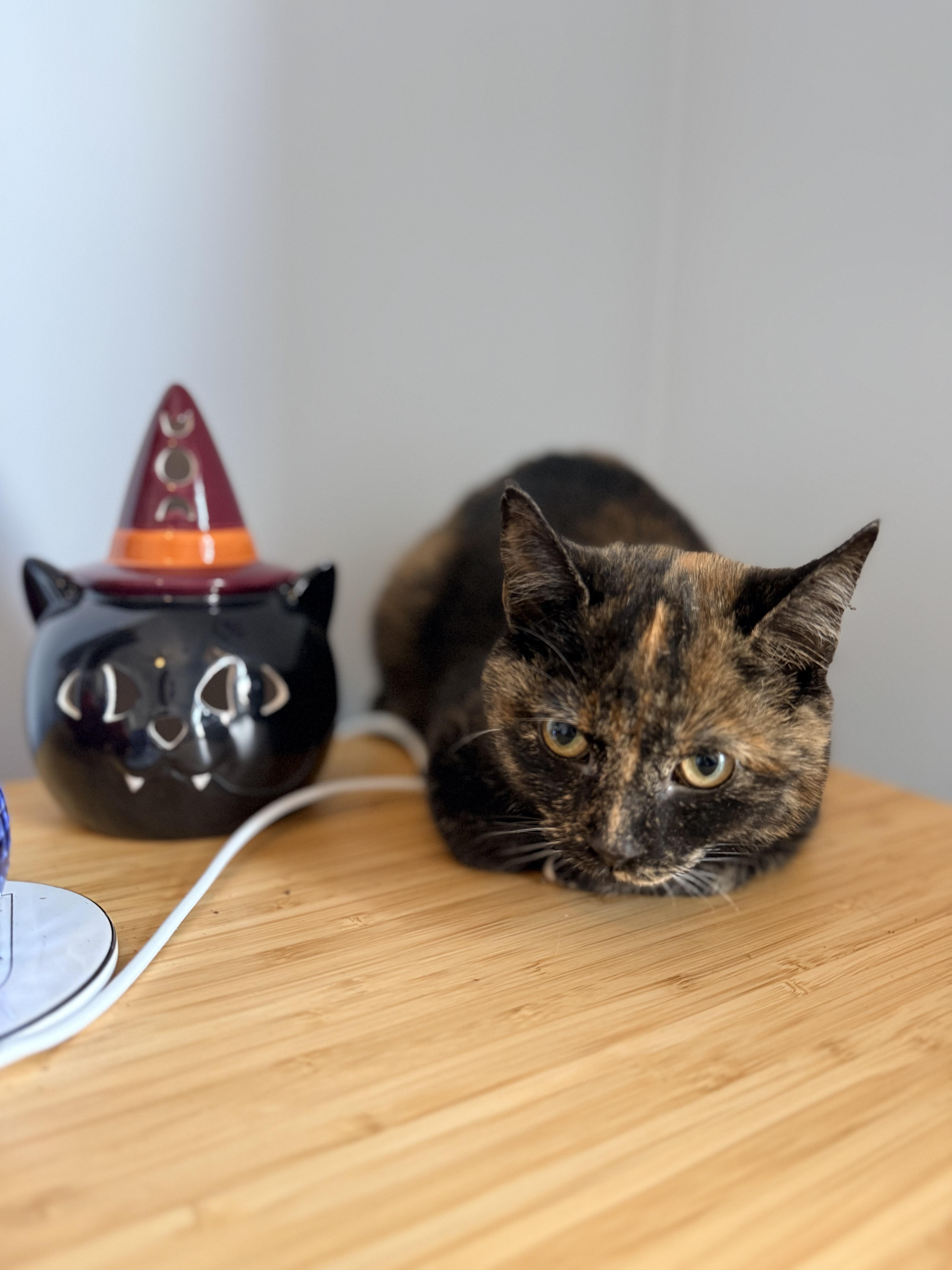 Enlarge Carly, a Adoptable Tortoiseshell in Leesburg, VA image 3/3