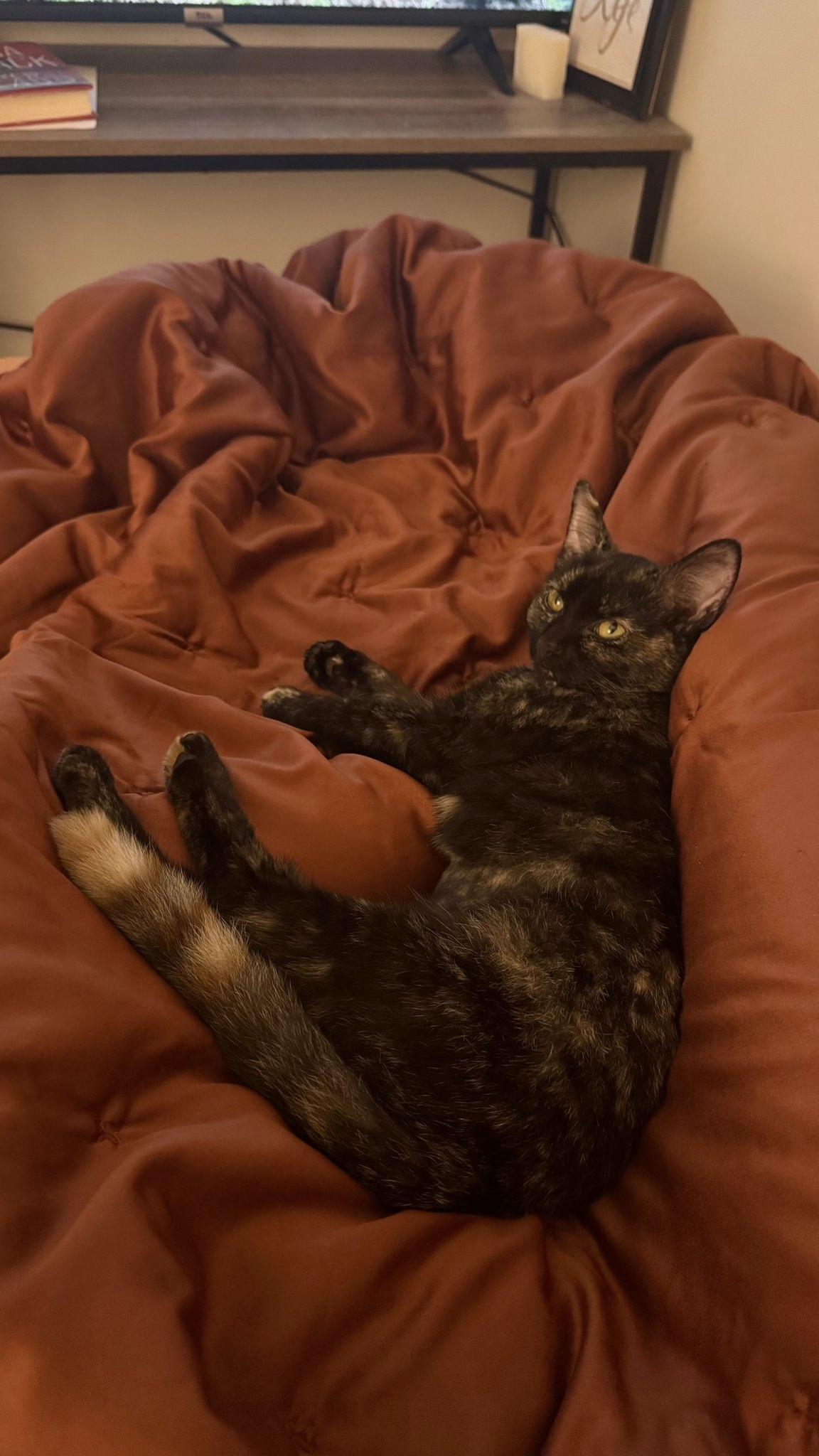 Enlarge Carly, an adopted Tortoiseshell in Leesburg, VA image 2/6