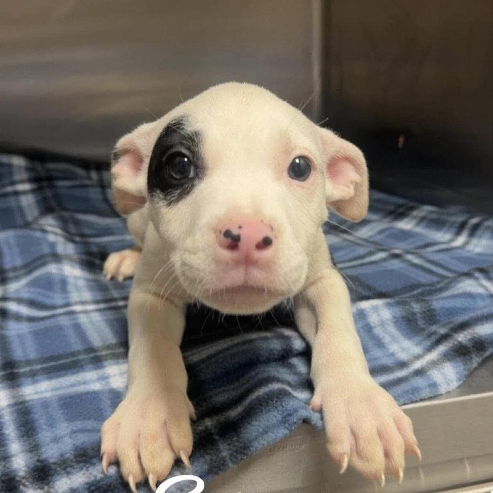 Enlarge Syrex (p), a Adoptable mixed breed in Long Island City, NY image 1/2