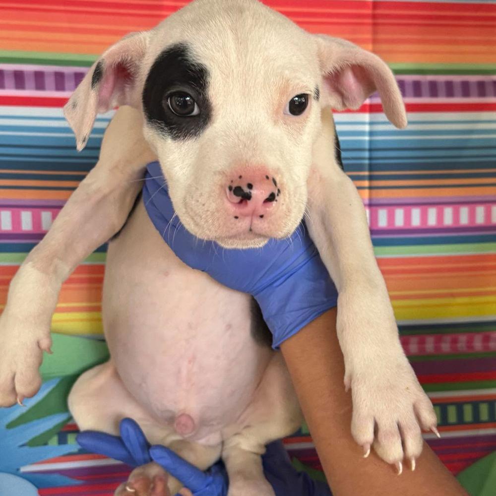 Enlarge Syrex (p), a Adoptable mixed breed in Long Island City, NY image 2/2