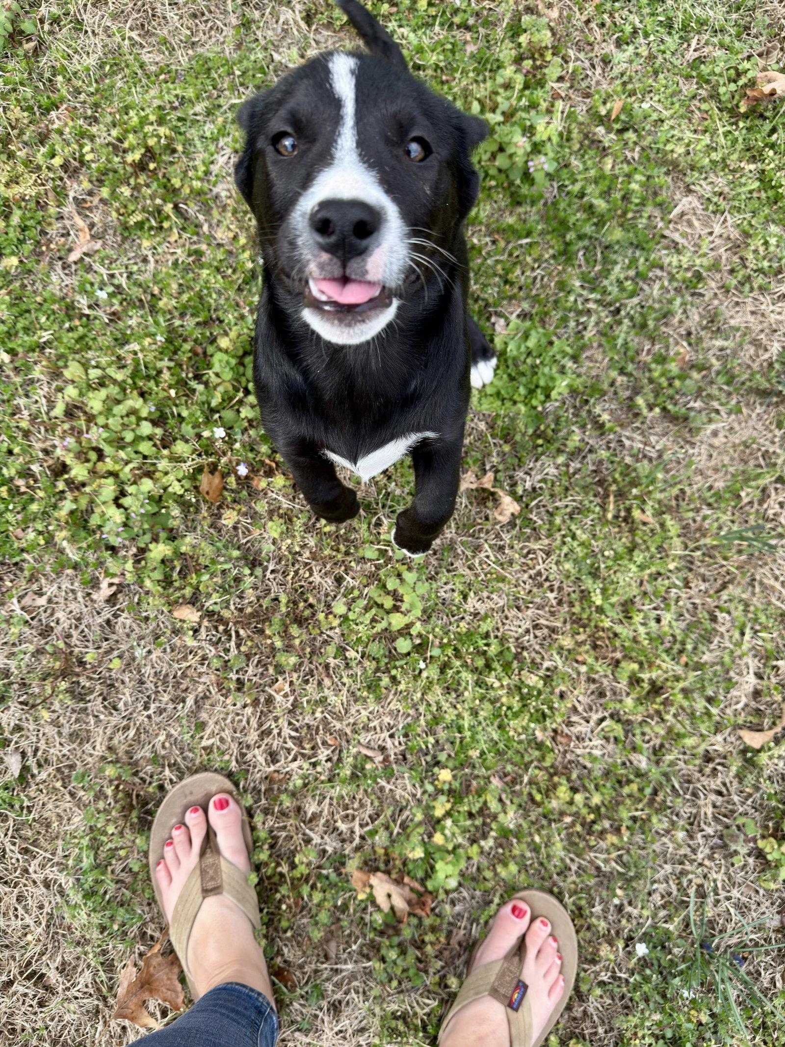 Enlarge Daisy  (rt), a Adoptable Black Labrador Retriever in White Bluff, TN image 1/3