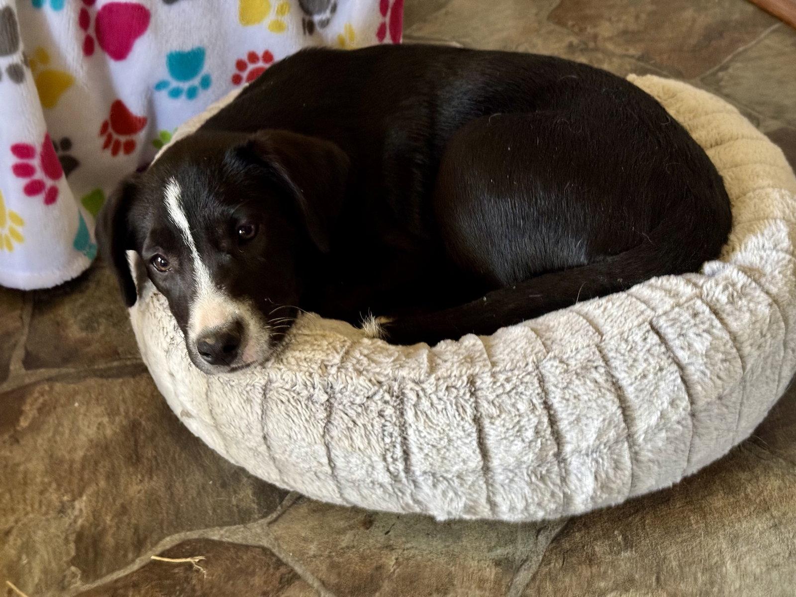 Enlarge Daisy  (rt), a Adoptable Black Labrador Retriever in White Bluff, TN image 2/3