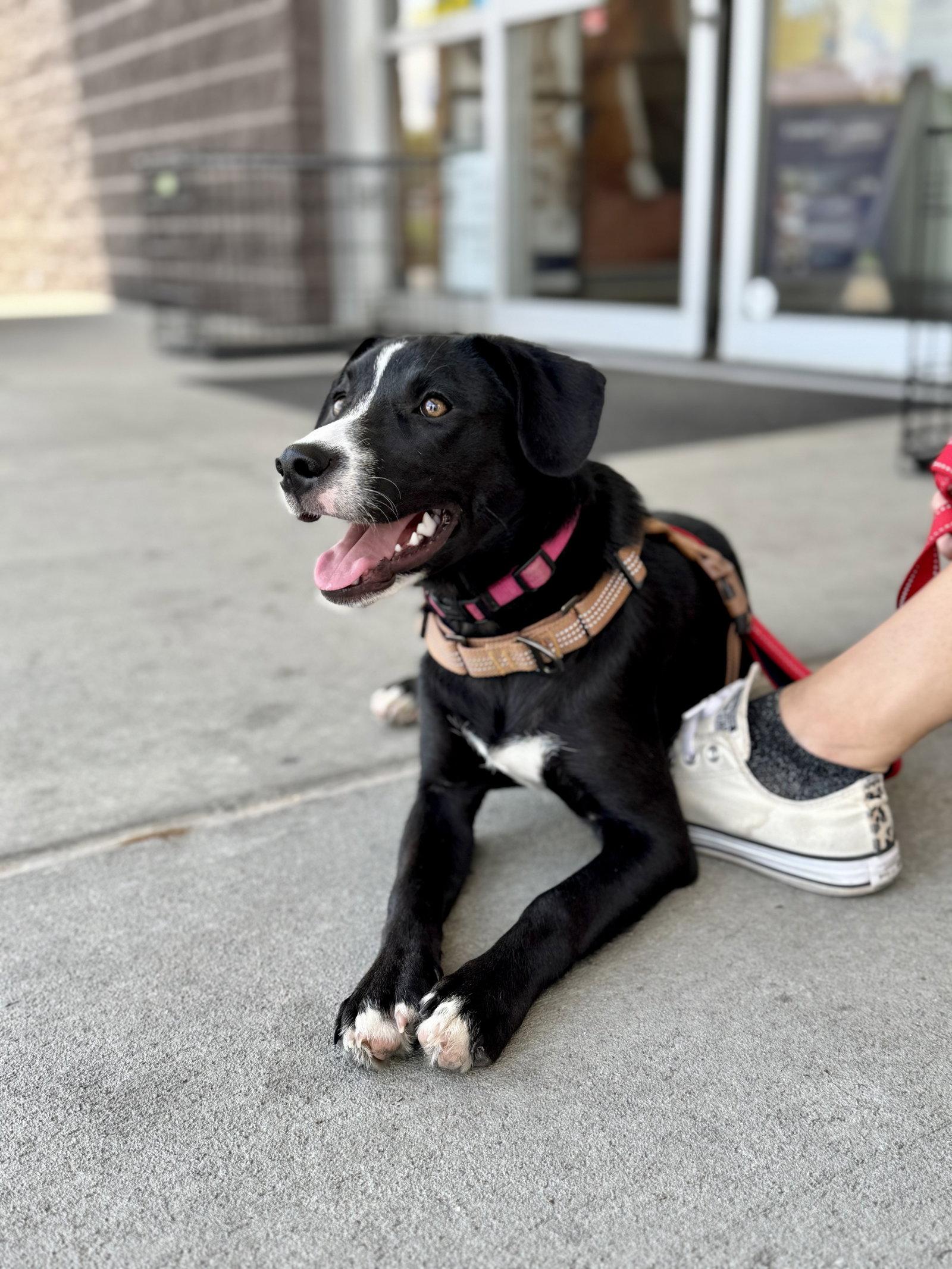 Daisy  (rt), Adoptable, Puppy Female Black Labrador Retriever.