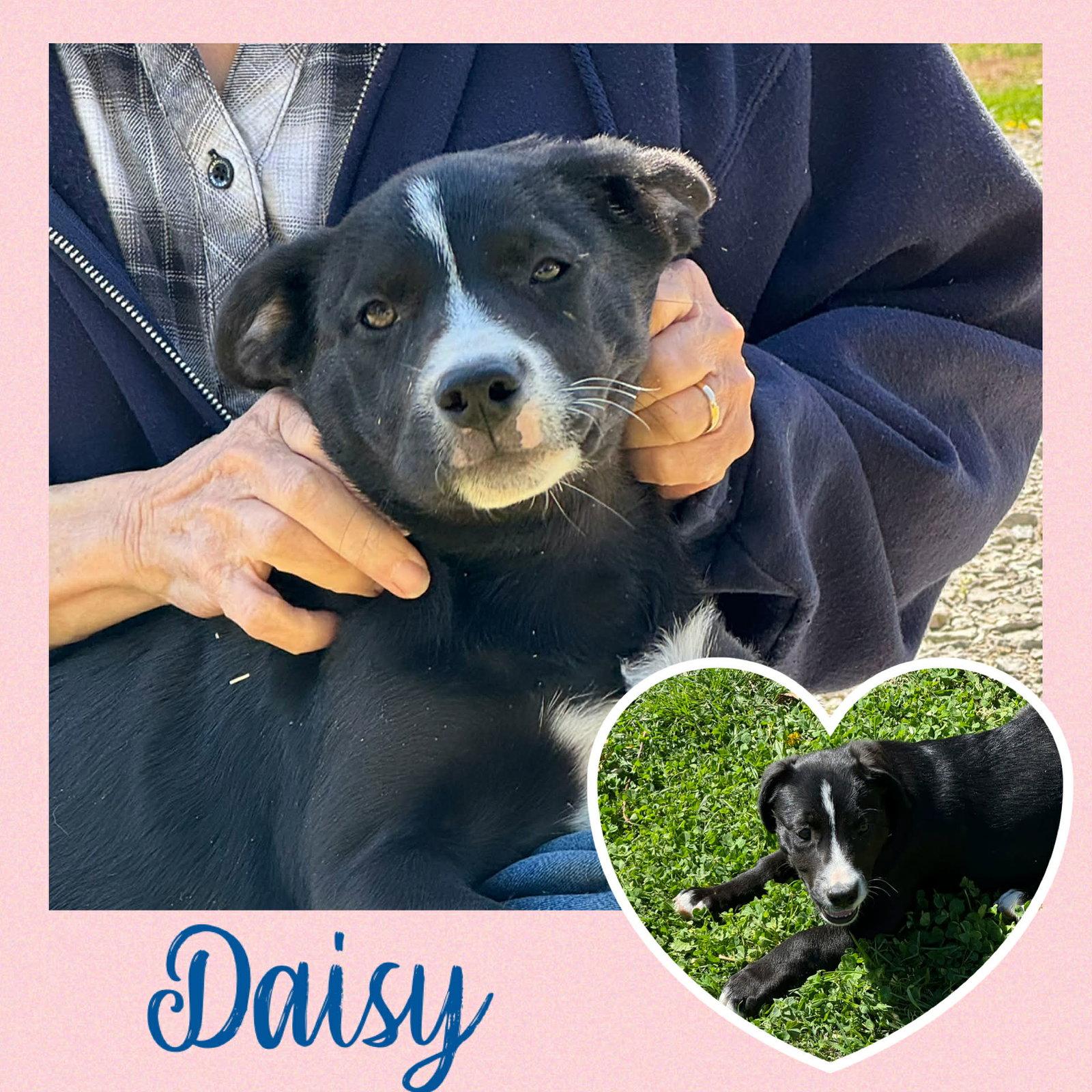 Enlarge Daisy  (rt), a Adoptable Black Labrador Retriever in White Bluff, TN image 3/3