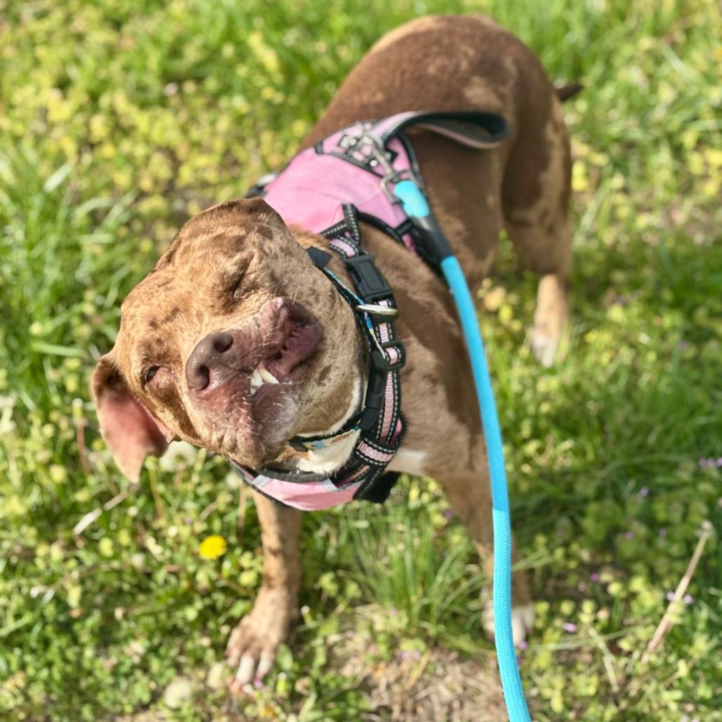 Enlarge Reesie, a Adoptable Mixed Breed in O'Fallon, MO image 1/6